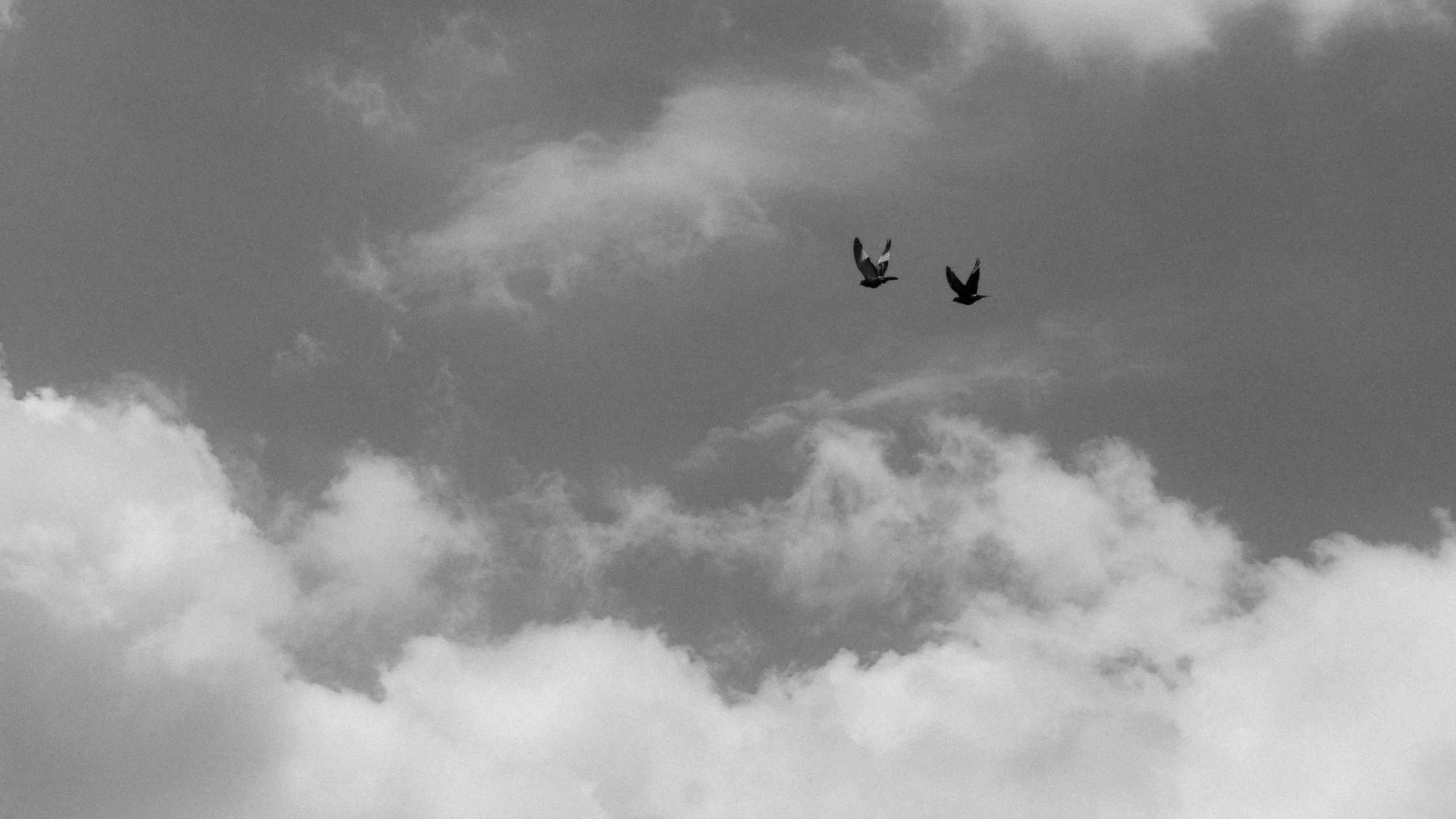 Two birds flying in a cloudy sky in black and white.