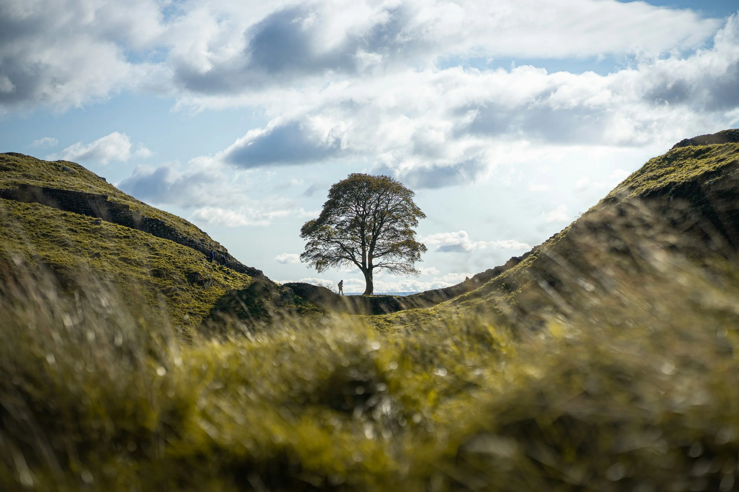 A landscape with a solitary tree on a hill, surrounded by green grass and rocks, under a sky filled with clouds.