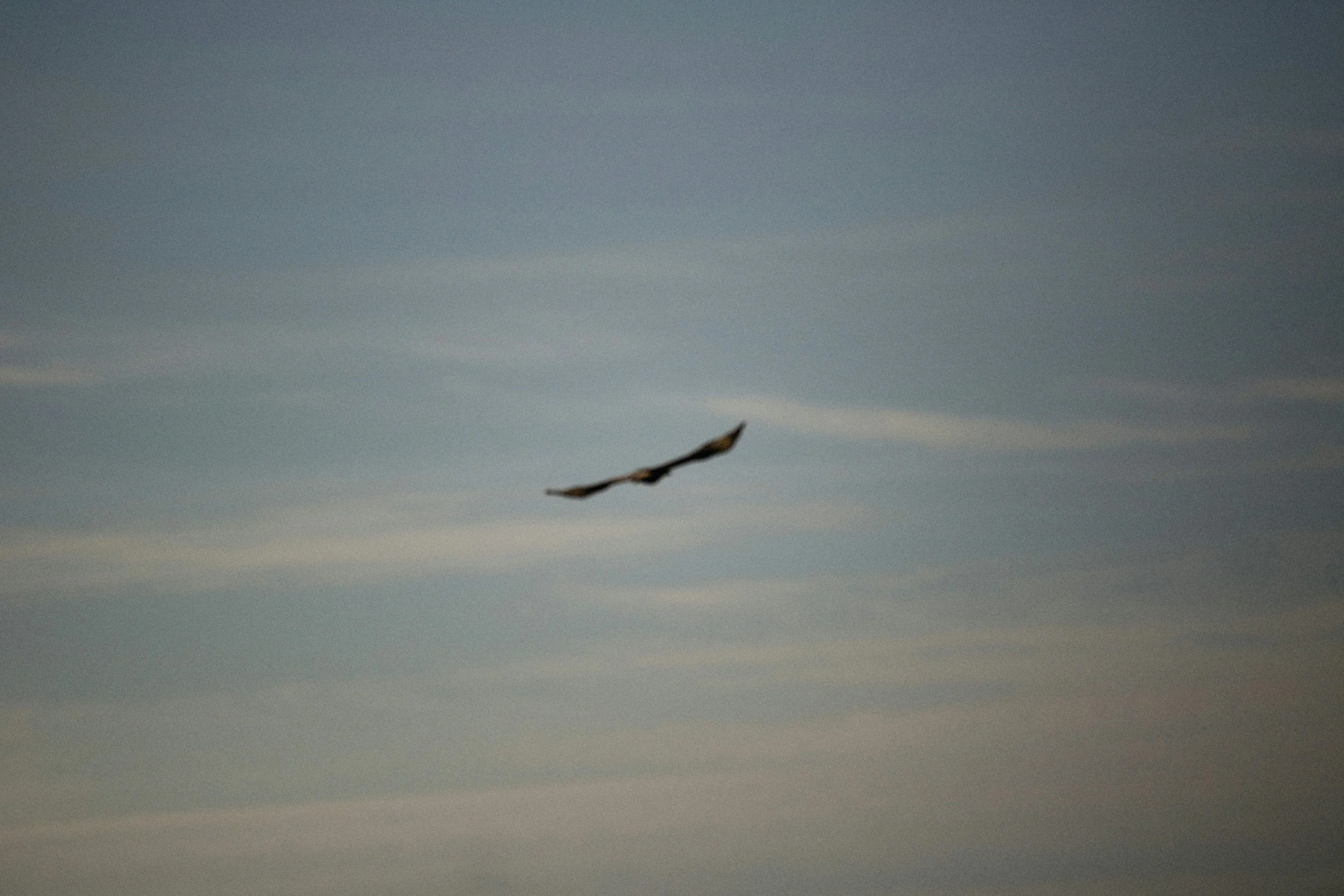 A bird flying in a cloudy sky with gray clouds.