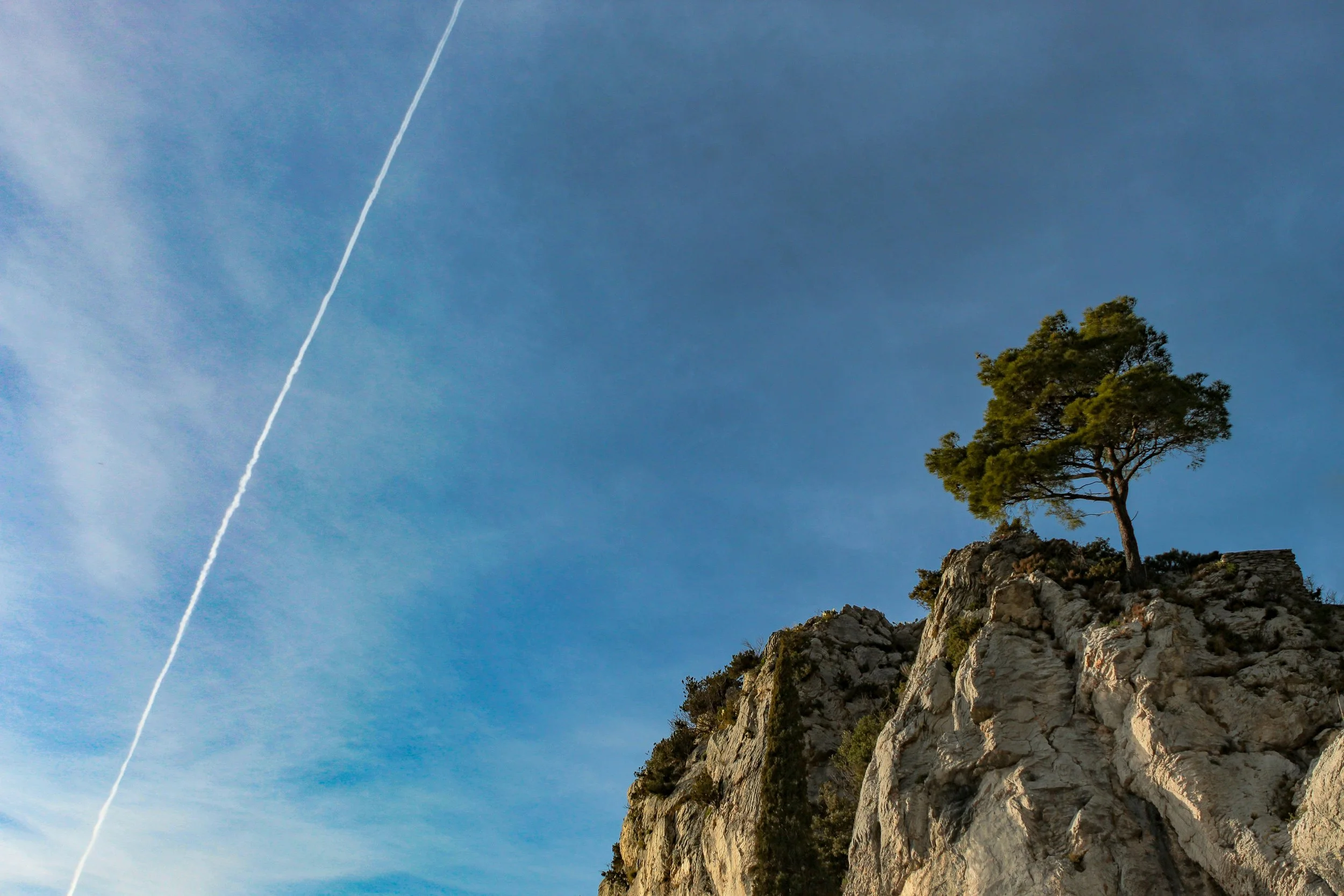 A lone tree growing on rocky cliffs with a clear blue sky in the background and a contrail from an airplane streaking diagonally across the sky.