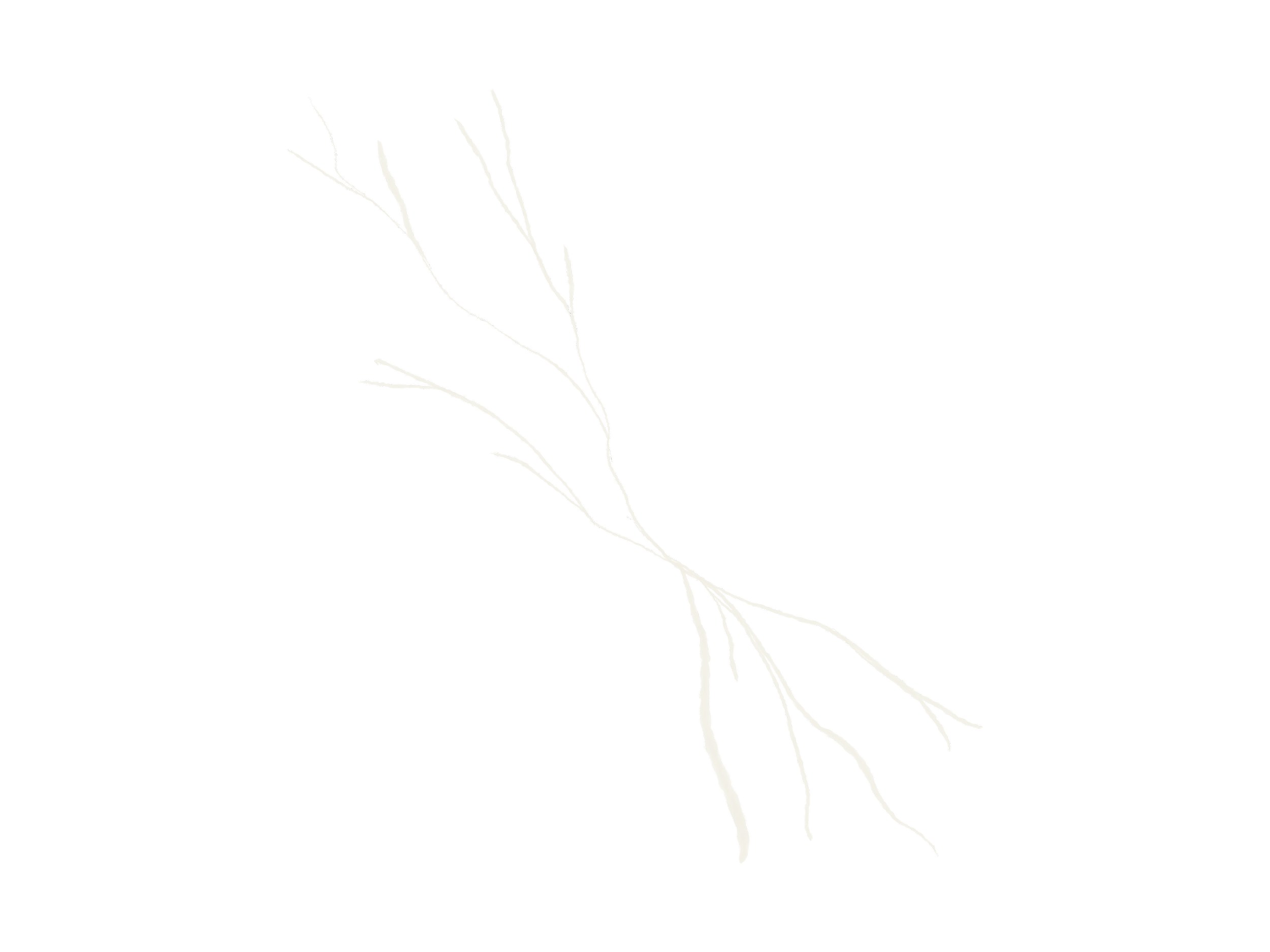 A black background with a white outline of a plant branch with multiple small offshoots.