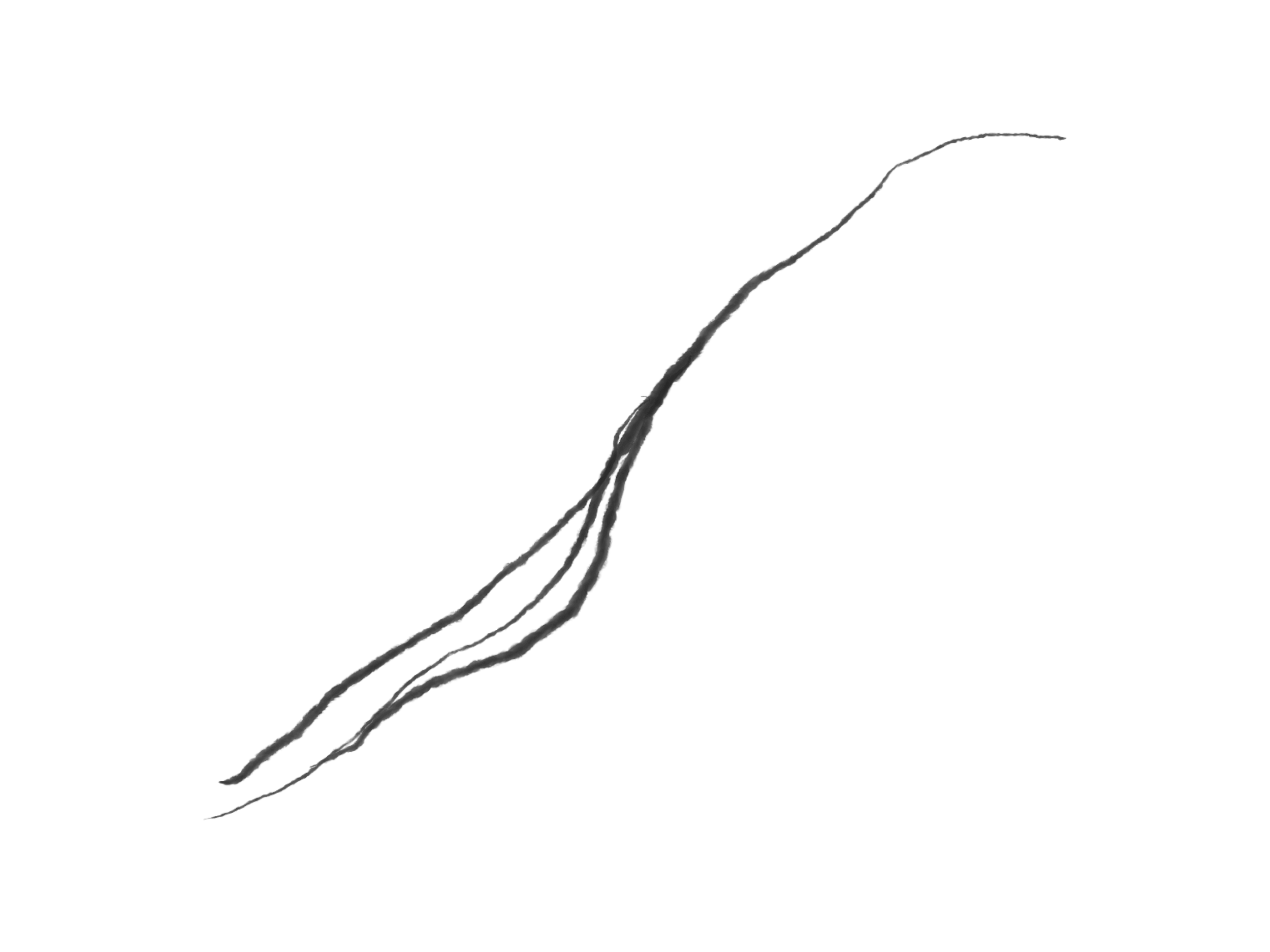 A black and white outline drawing of a plant with multiple stems and leaves