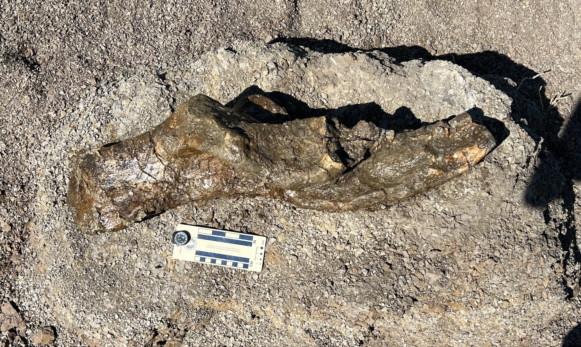 Fossilized edmontosaurus ilium, on ground next to a measuring scale.