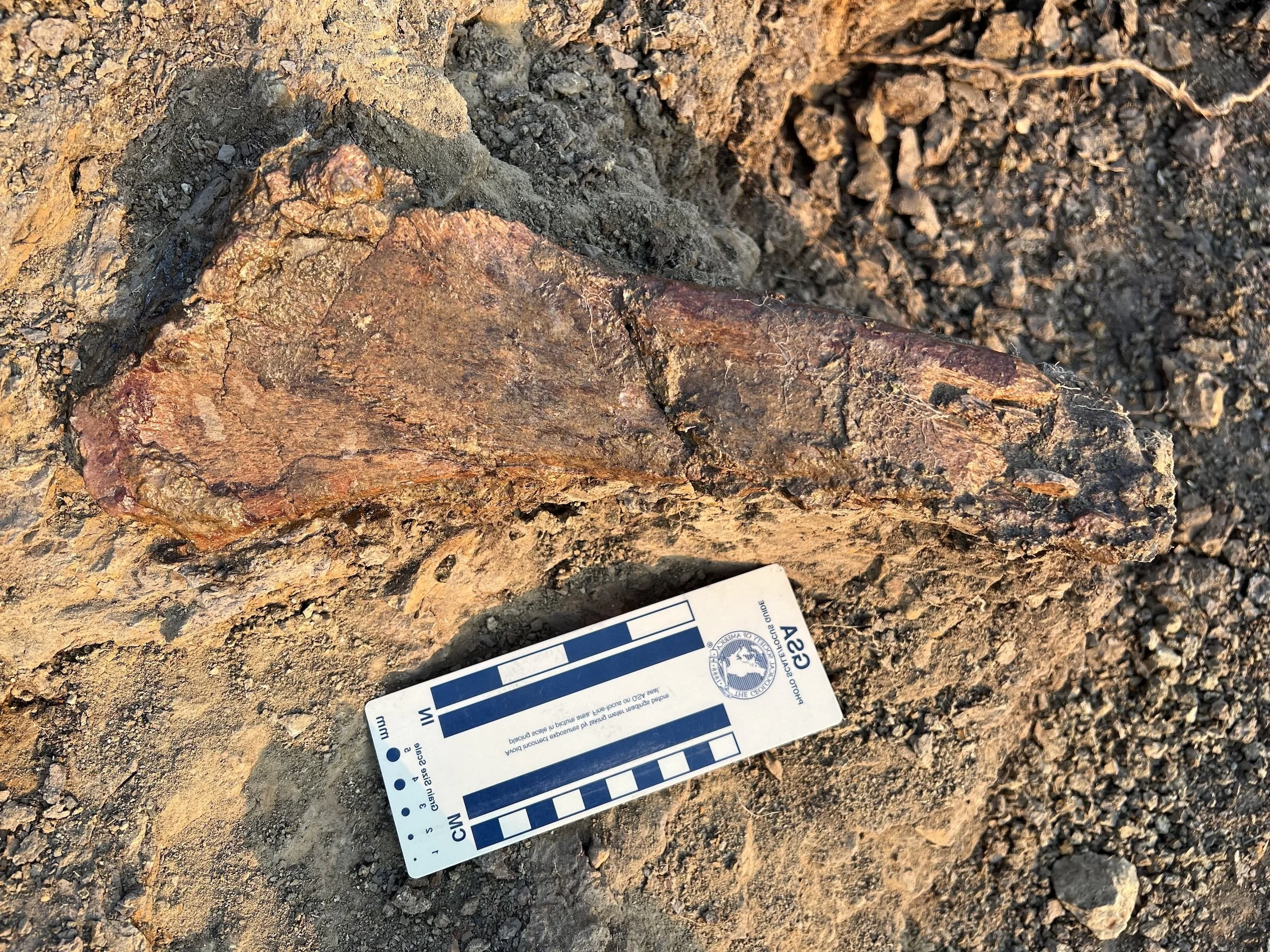 A large, reddish-brown rock on the ground near a dirt path, with a Standardized Archaeological Sampling Tool (SAST) going across part of the rock, showing a scale in inches and centimeters.