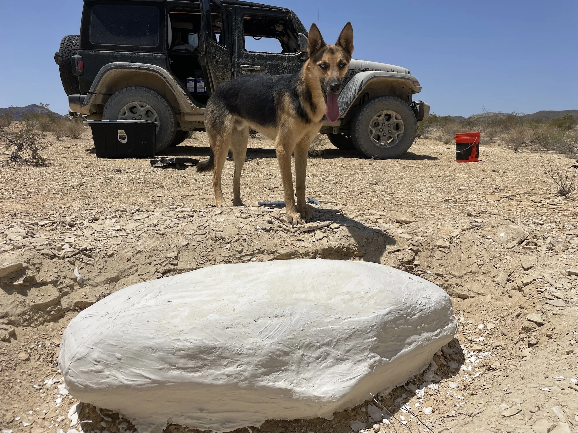 A dog standing on a rocky desert landscape near a large fossil jacket, with a black off-road vehicle and camping gear in the background.