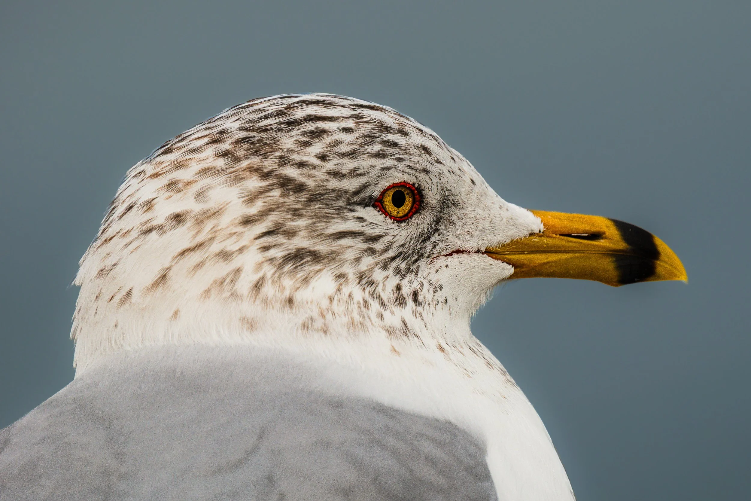 Portrait of a Gull.jpg