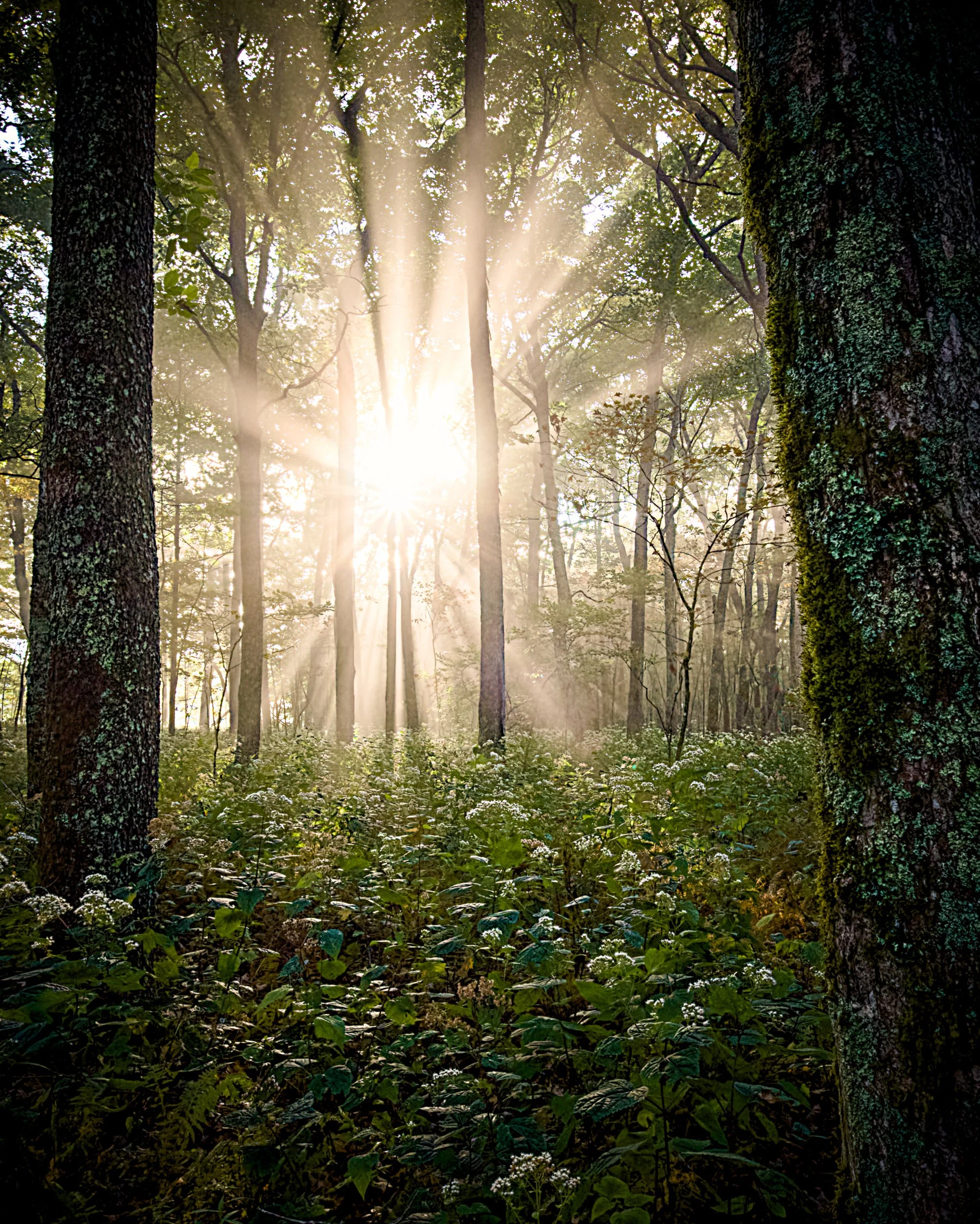 Wildflowers in the Forest 3.jpg