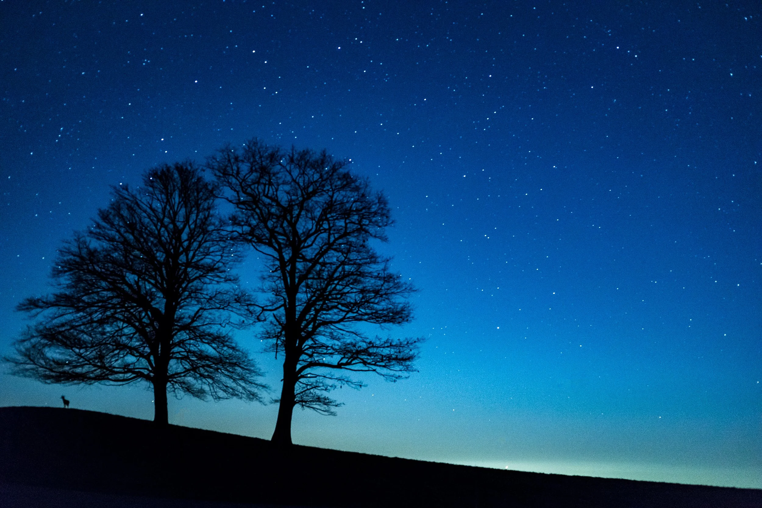 Deer watches stars under the trees.jpg