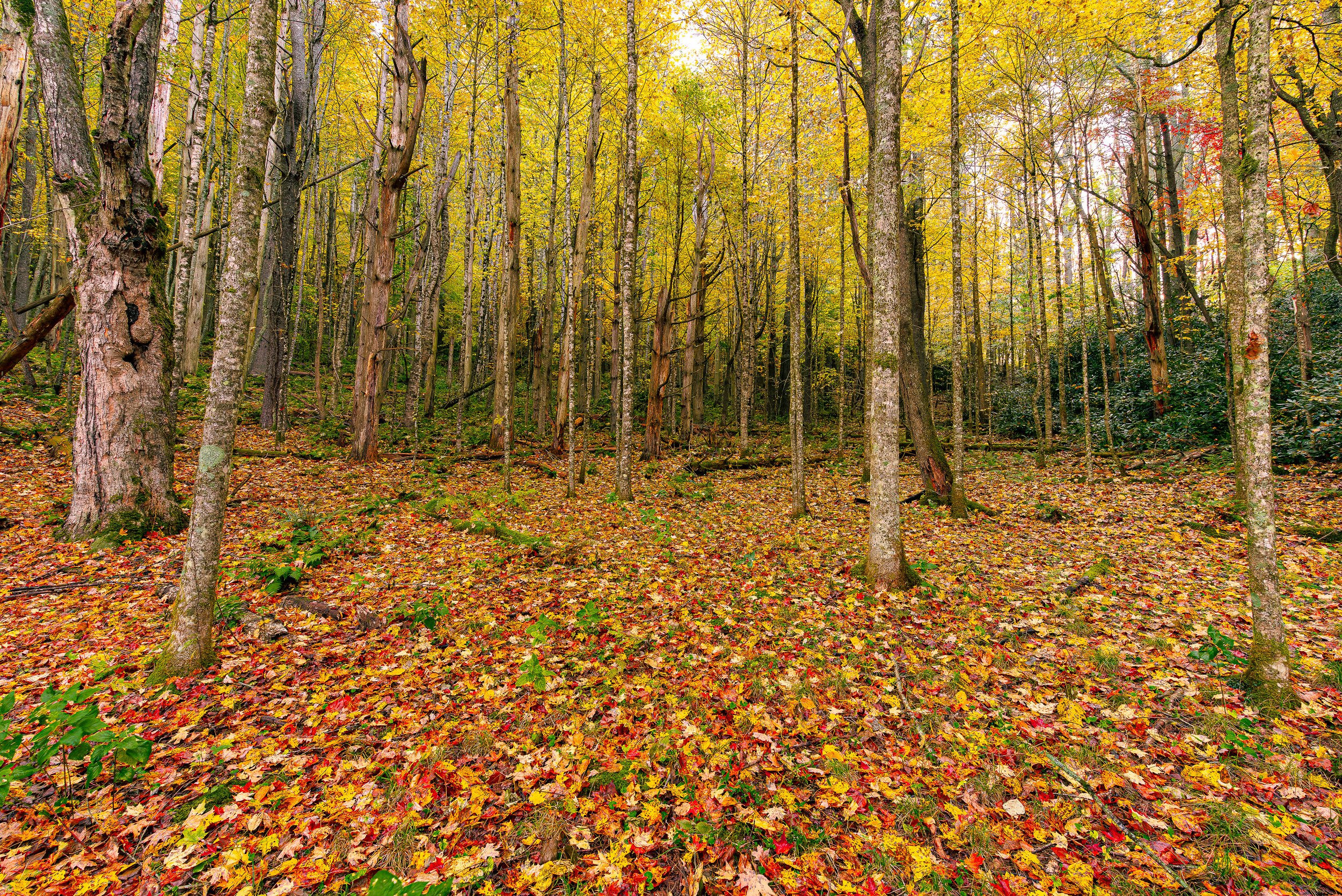Deep in a Fall Forest.jpg