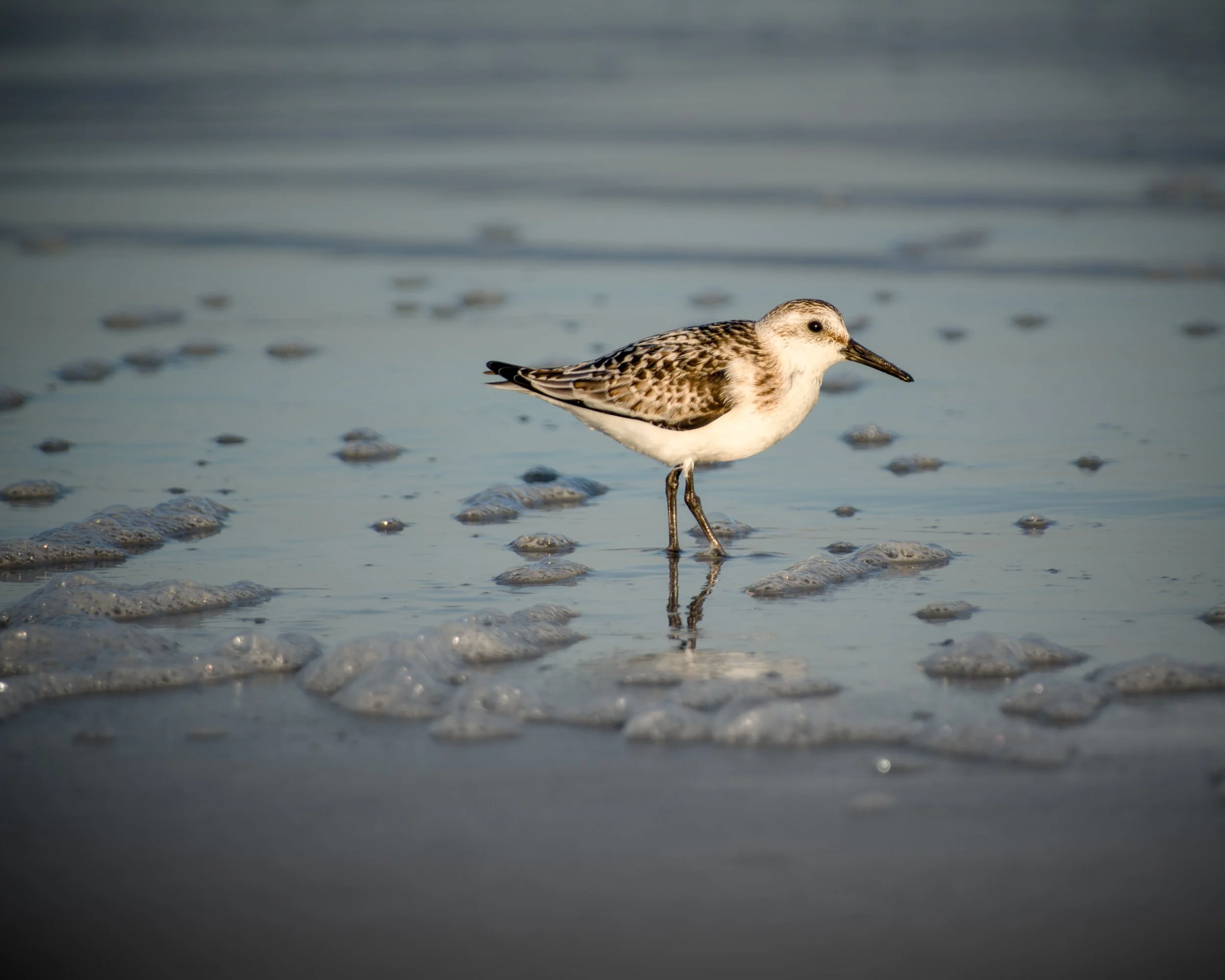 Sand Piper in the Wash.jpg