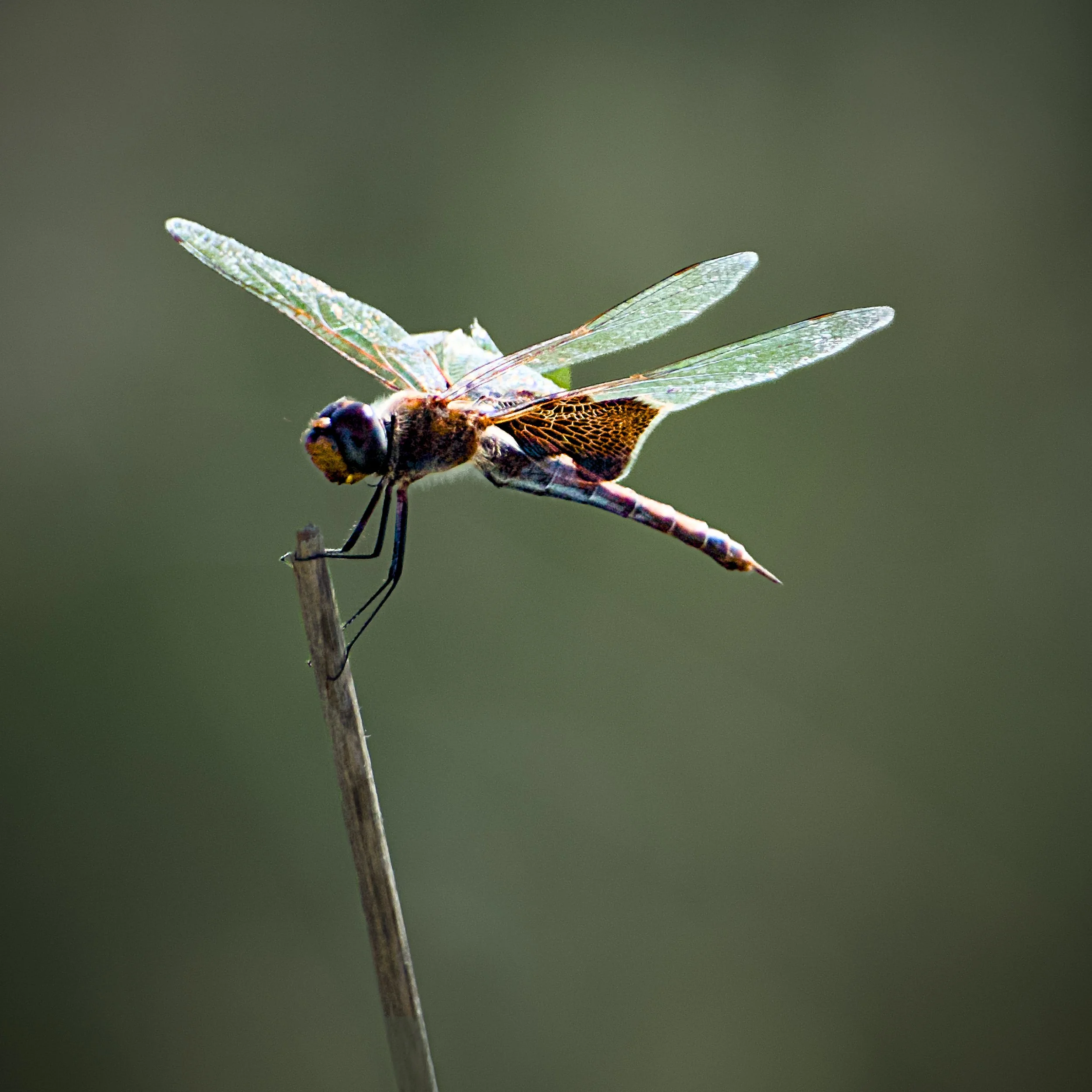 Dragonfly.jpg