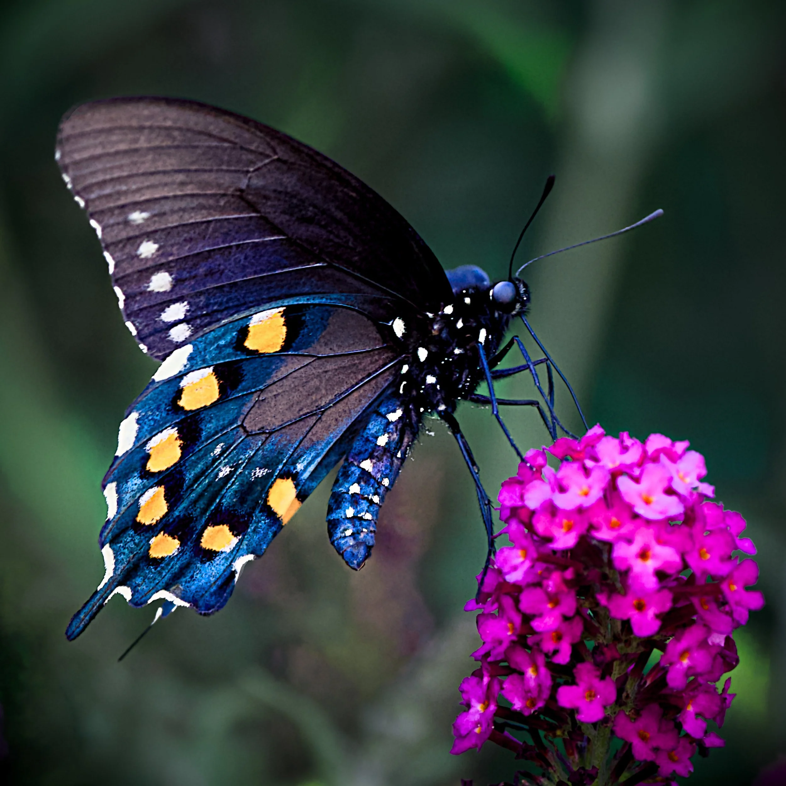 Eastern Tiger Swallowtail.jpg