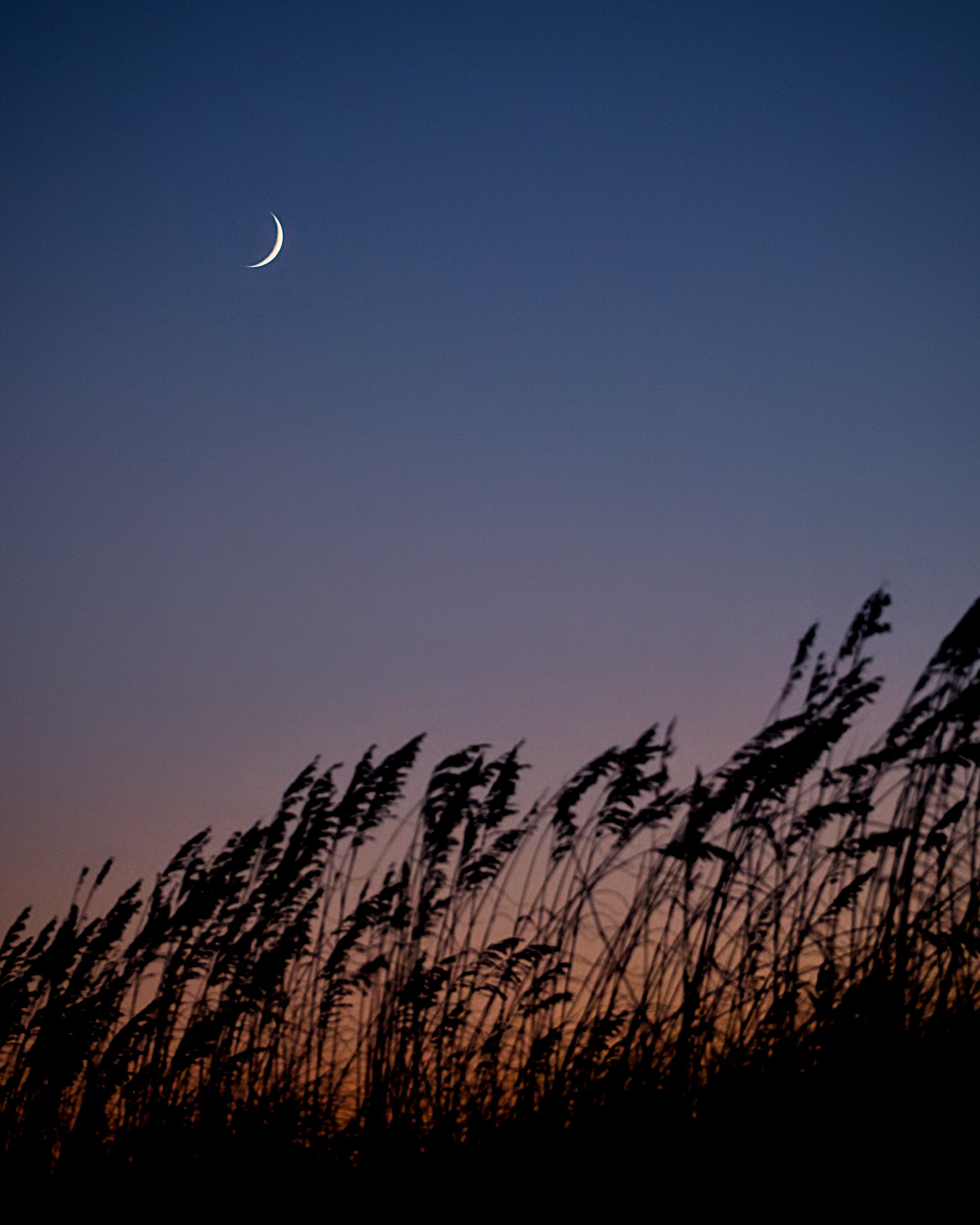 Crescent Moon over Sea Oats.jpg