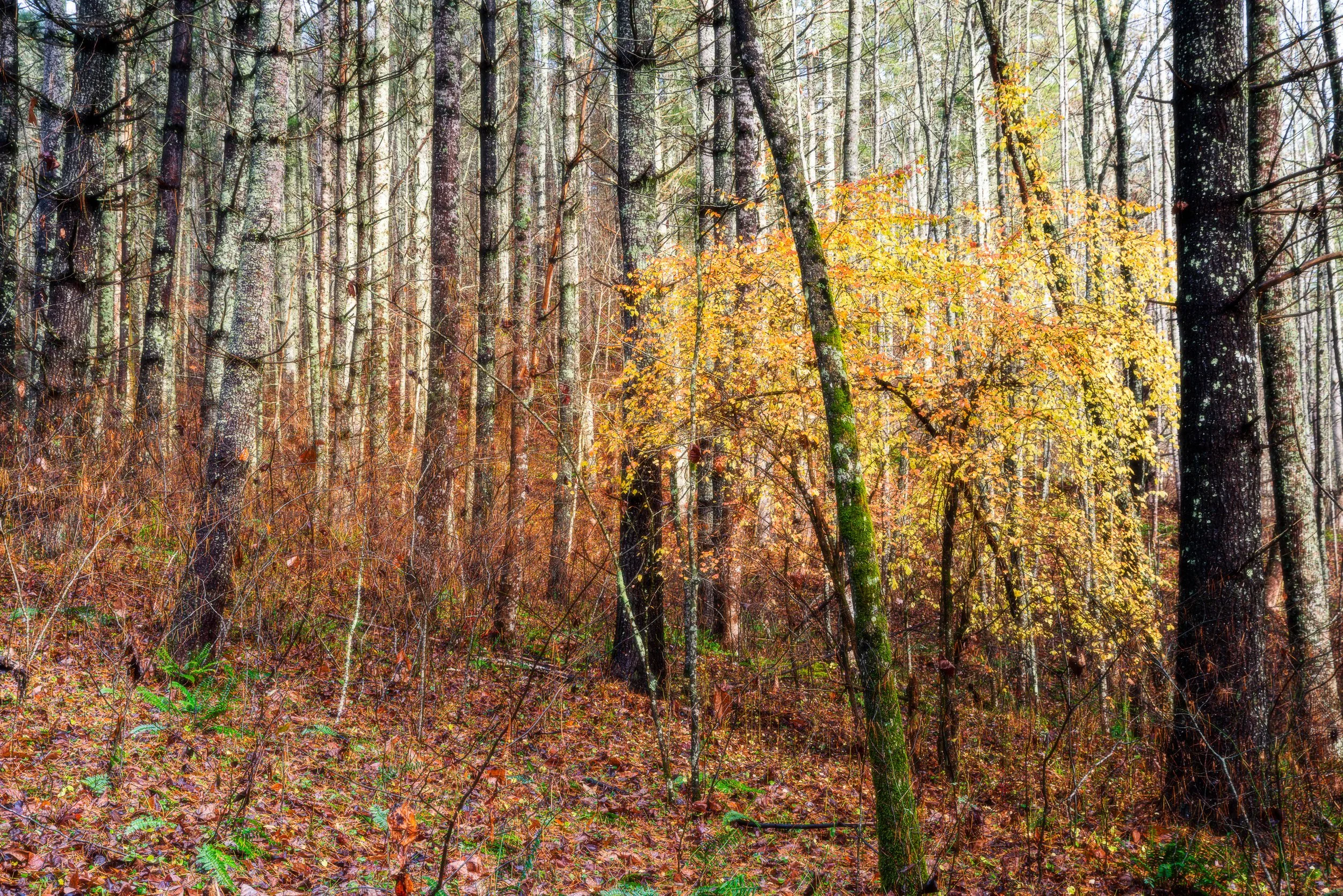 Fall Among the Pines-Edit.jpg