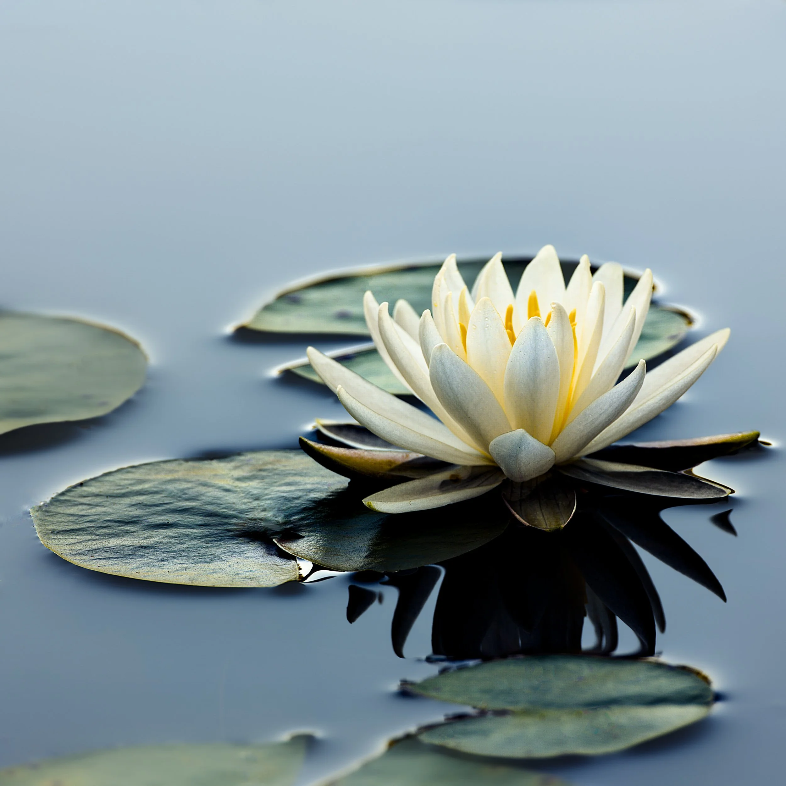 Lillypad and Reflection.jpg