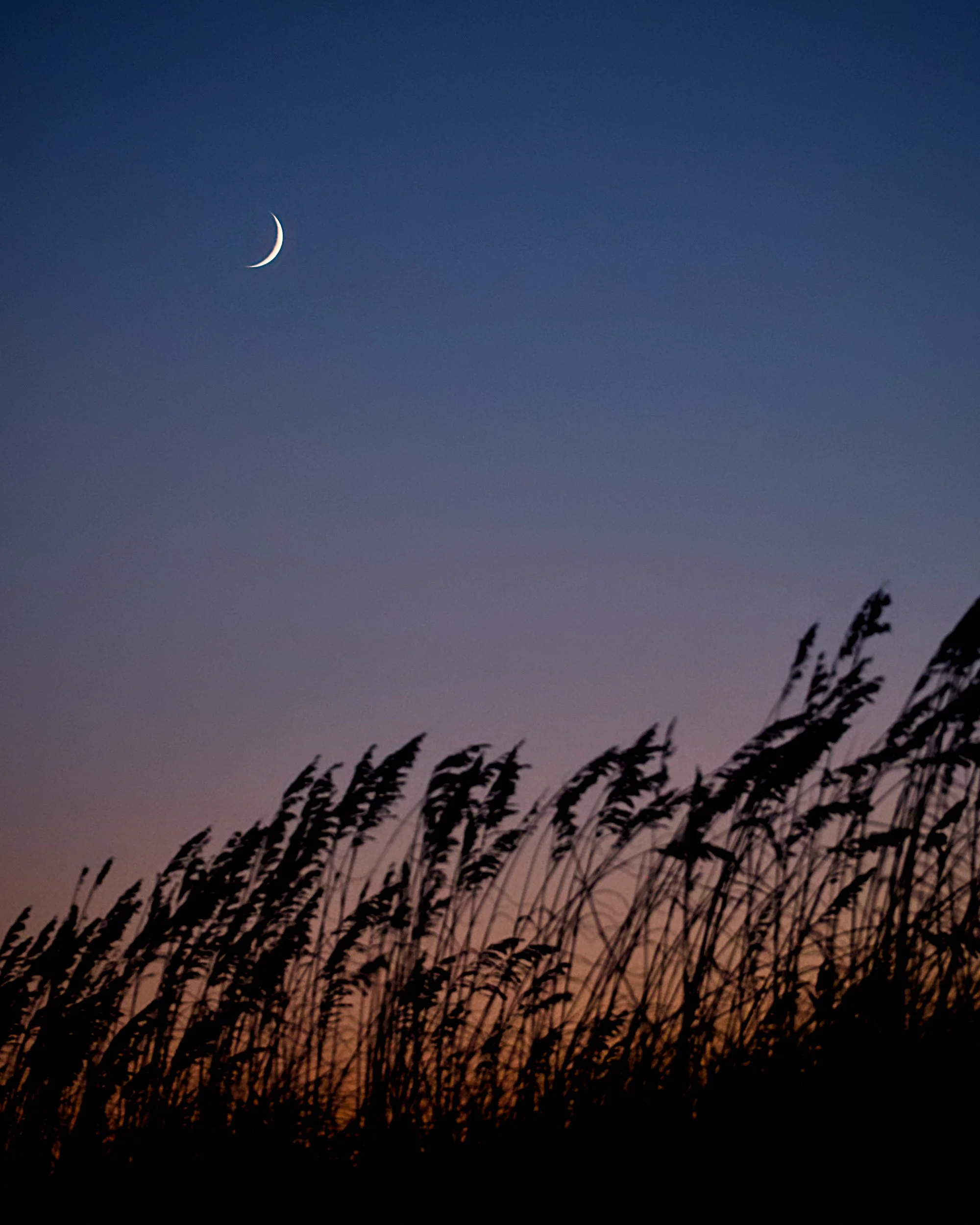 Crescent Moon over Sea Oats.jpg
