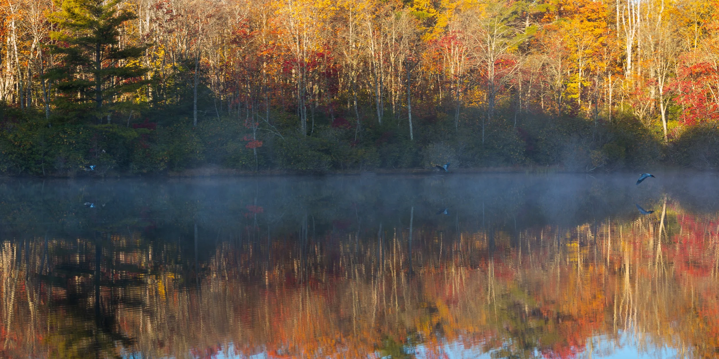 Heron Price Lake fall Morning-Enhanced-NR.jpg
