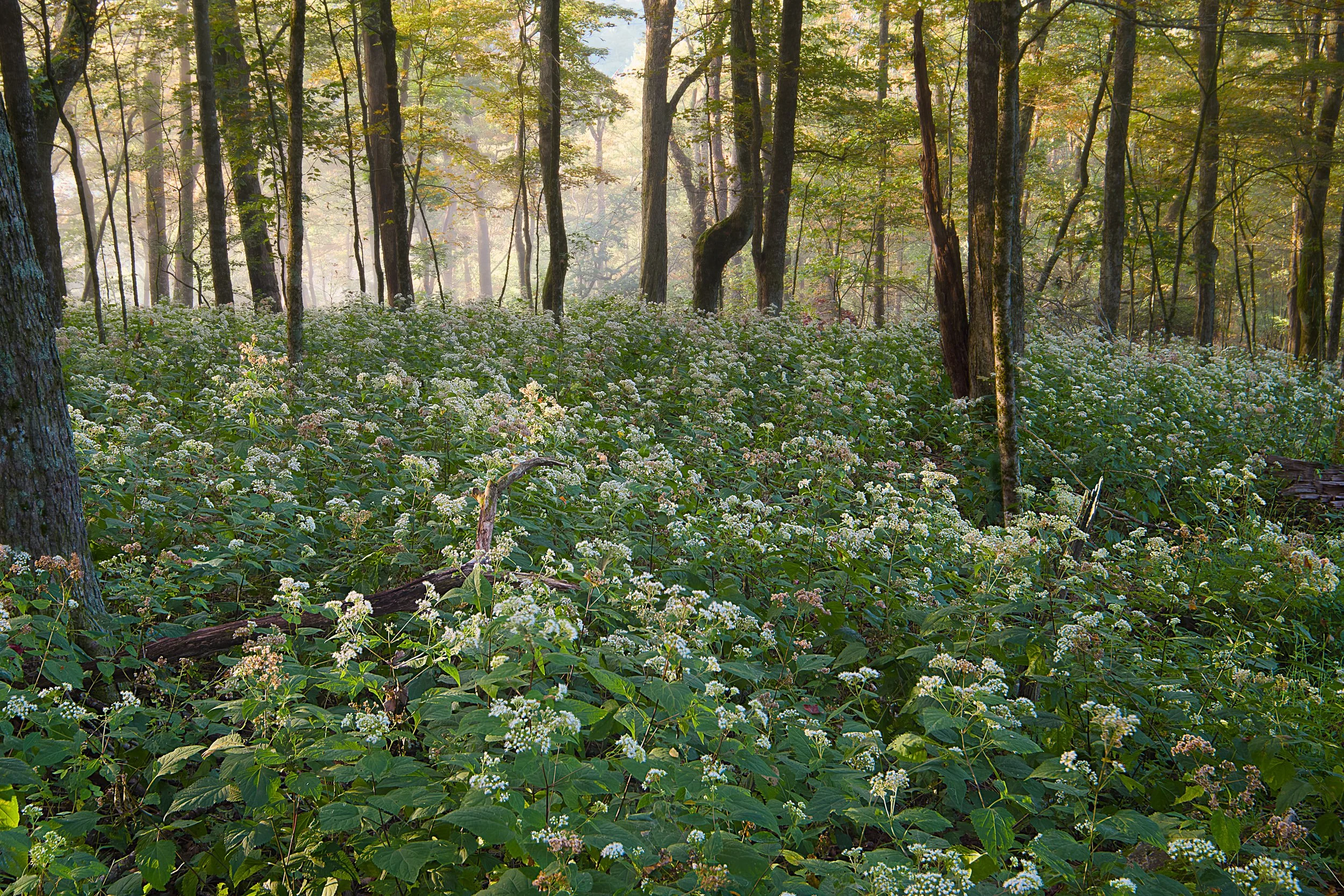 Wildflowers in the Forest 1.jpg