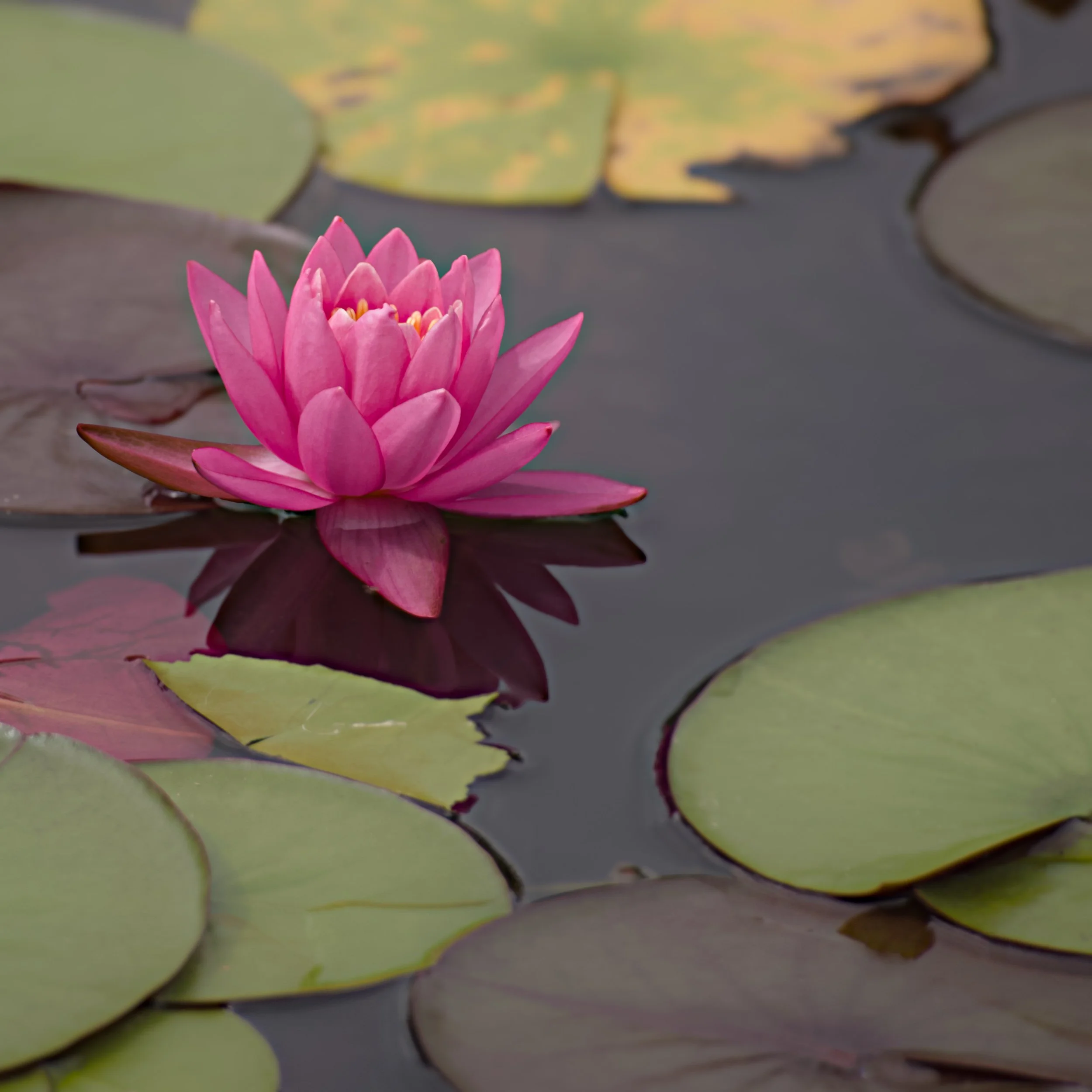 Deep Pink Lilly Pad.jpg
