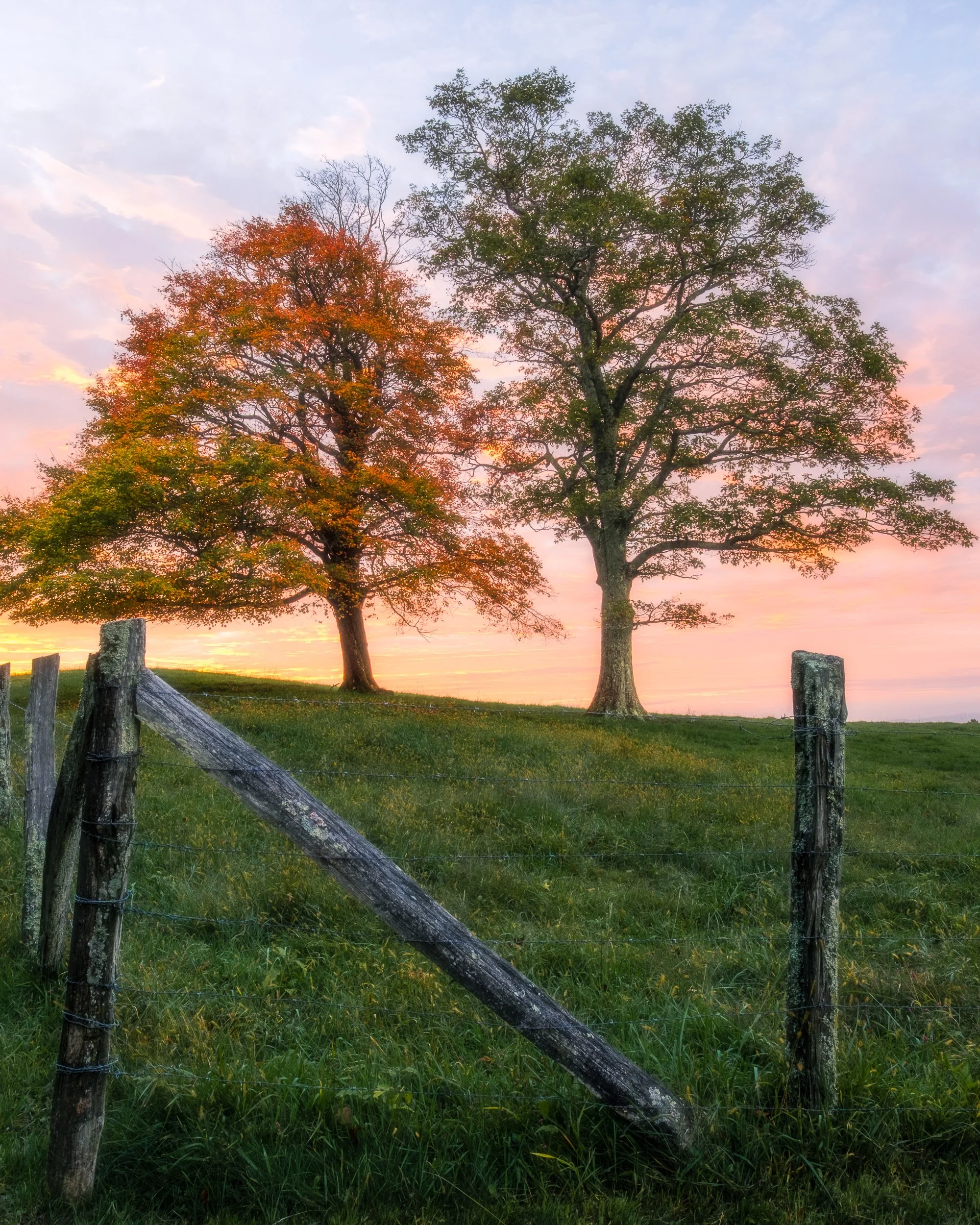 Fence and Trees in Fall.jpg