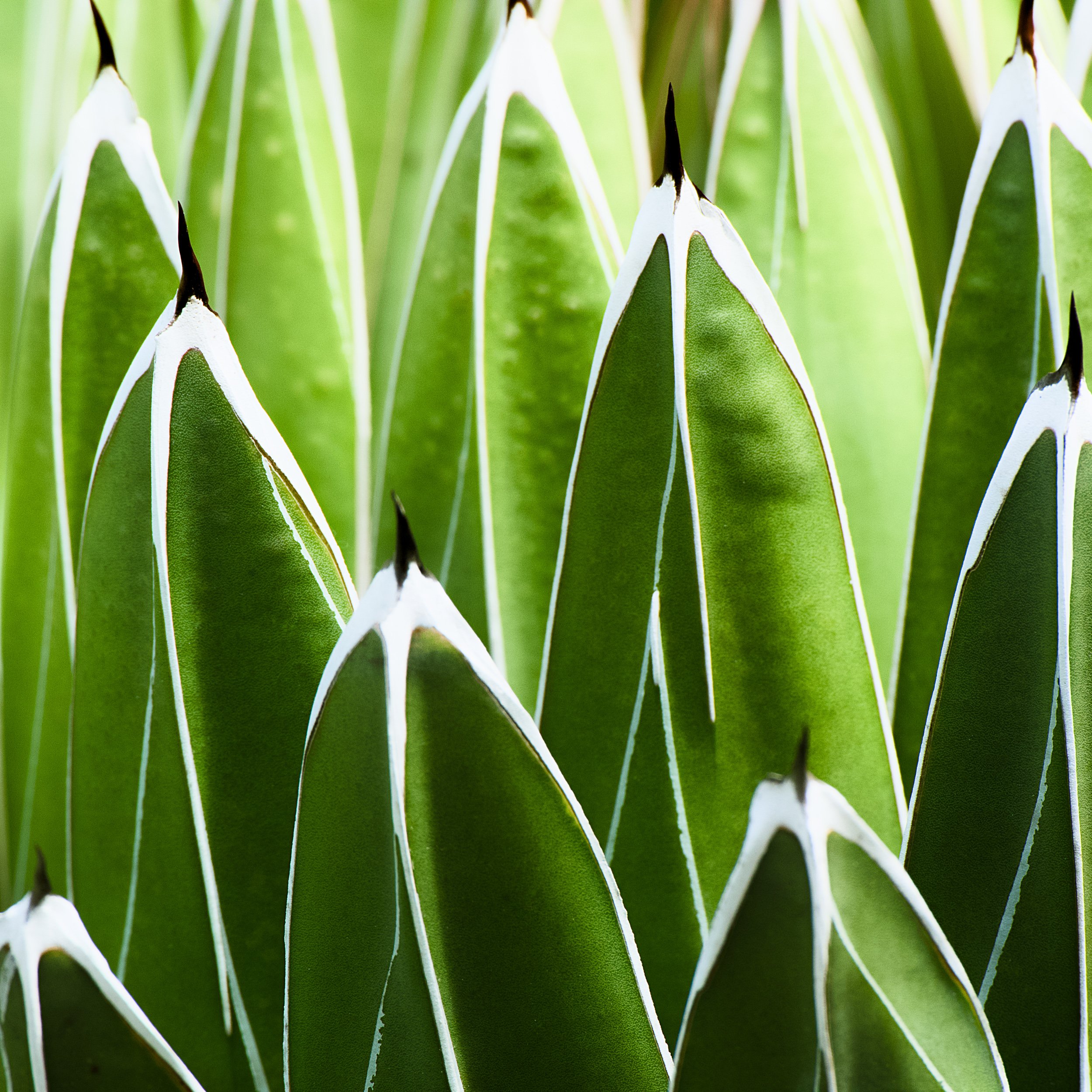 Textures of the Dessert 1.jpg