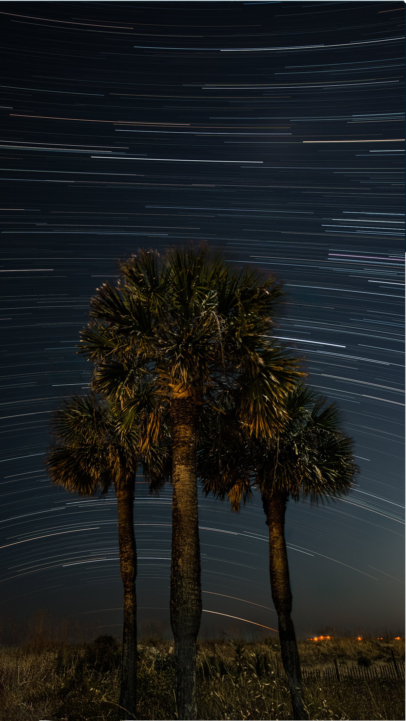MBSP Star Trail 2 - Tree-O.jpg