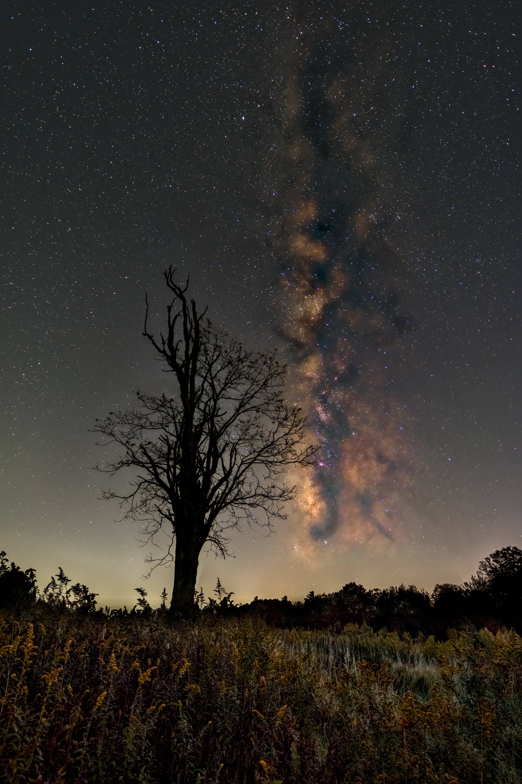 Oct Locust 1 Completed.jpg