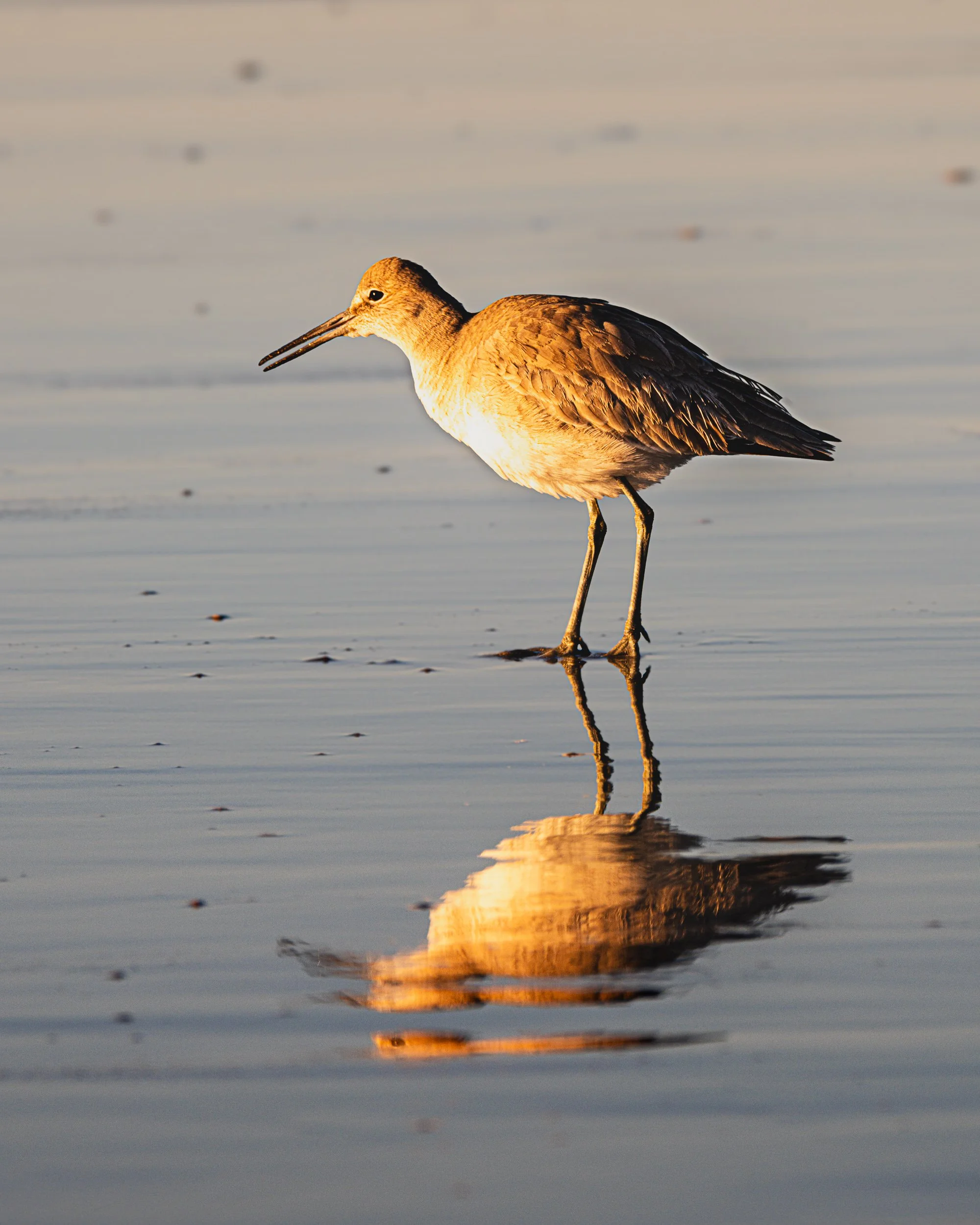 Willet Sunrise.jpg