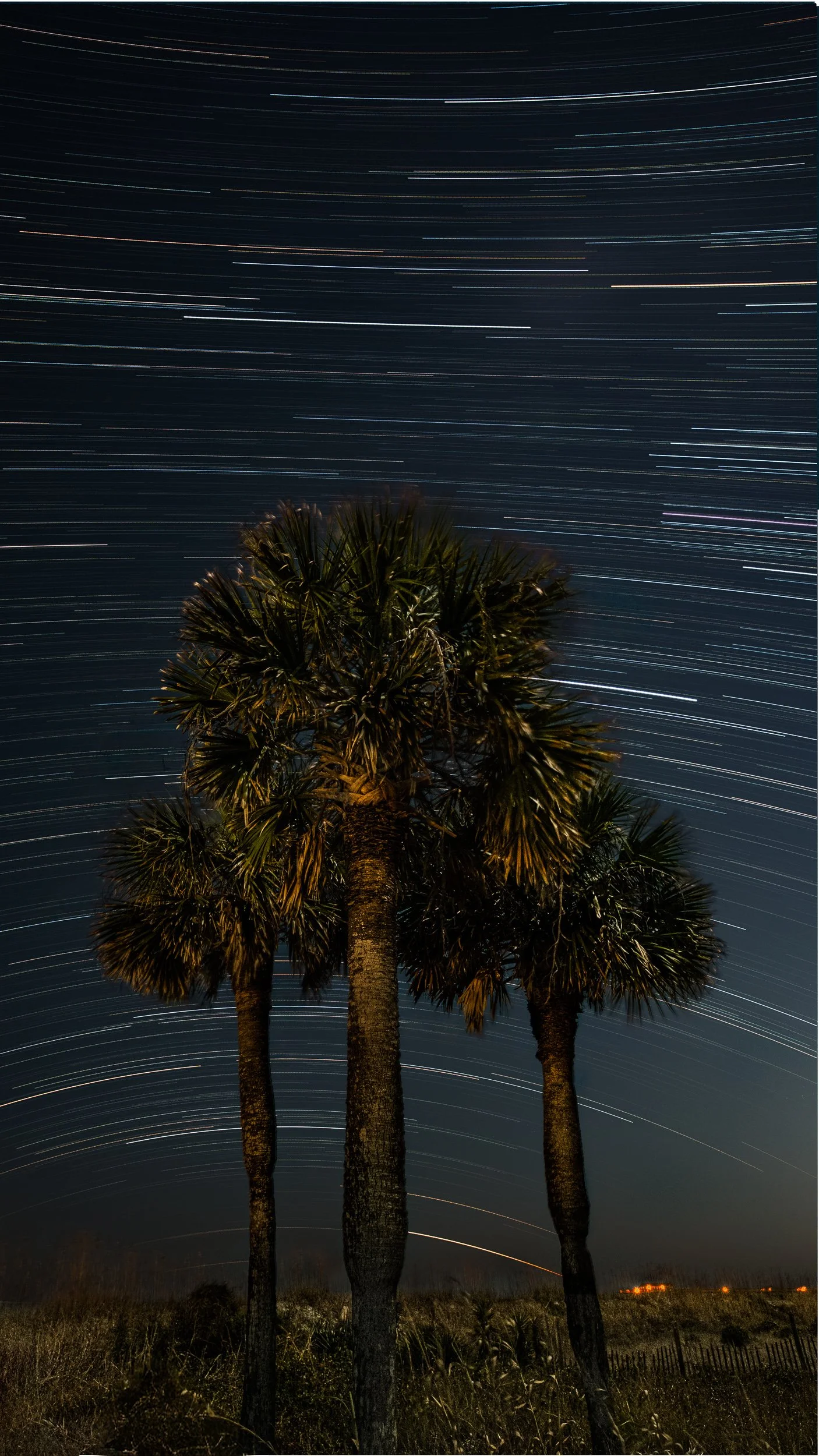 MBSP Star Trail 2 - Tree-O.jpg
