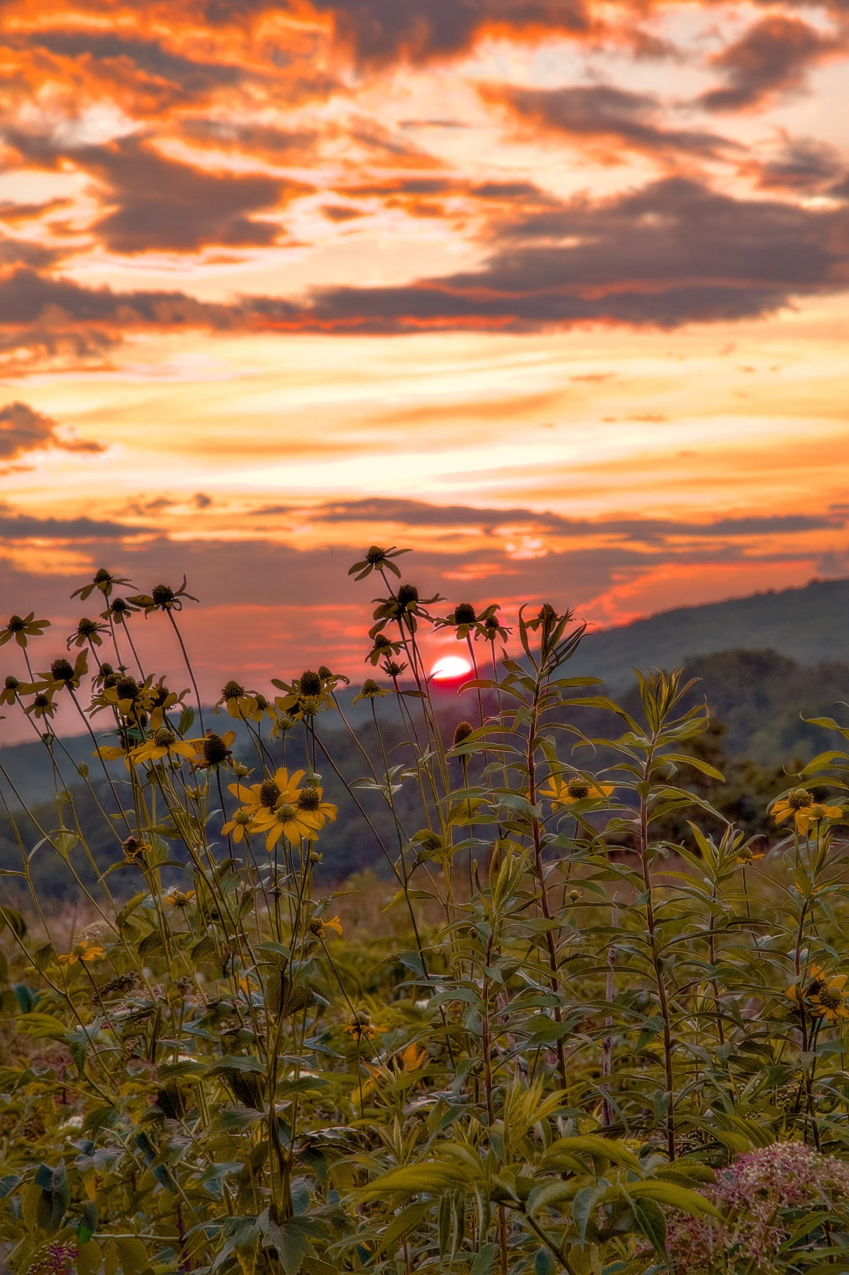 Wild Flowers into the Mountain Sun (Blue Ridge Mountains)-Edit.jpg