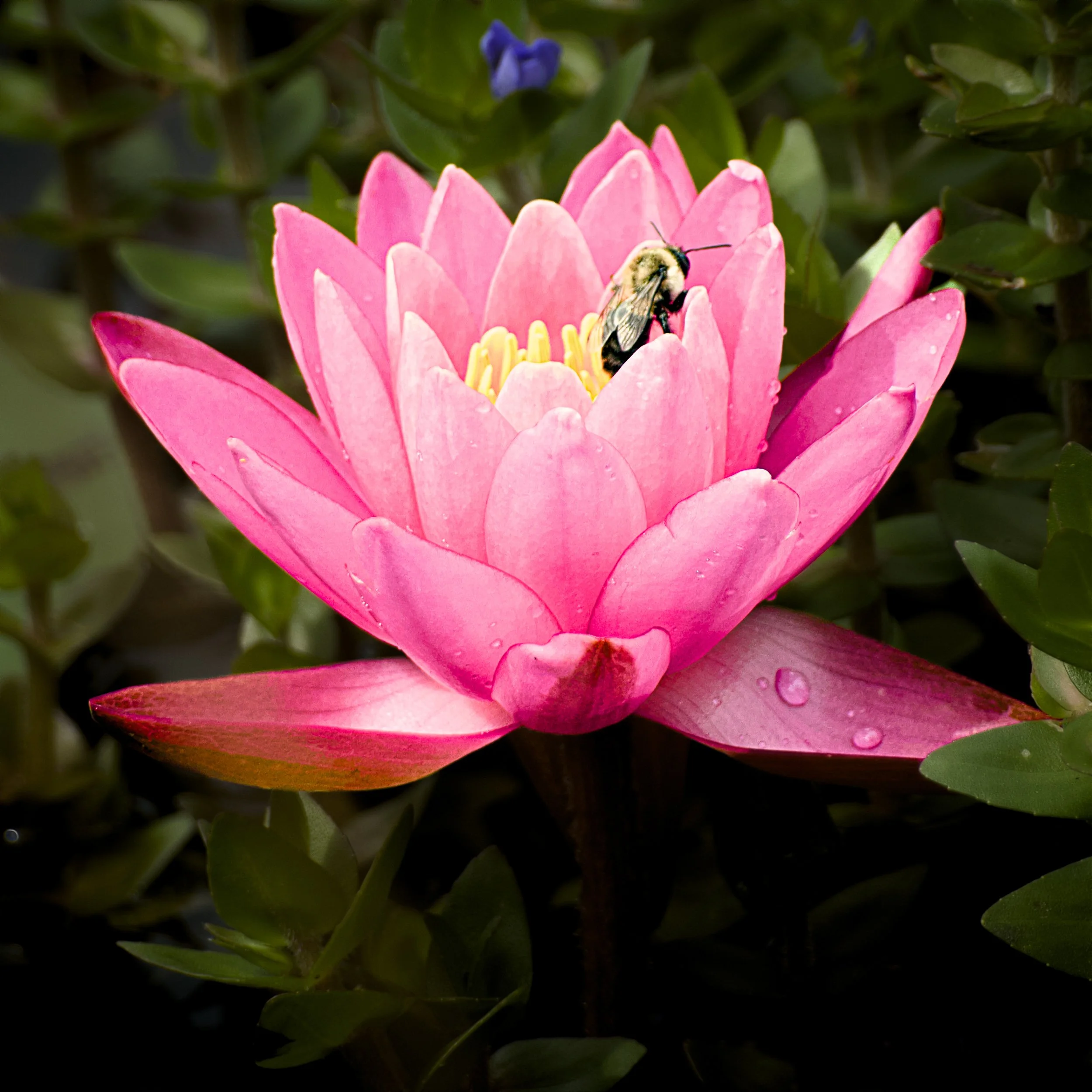 Pink Lilly Pad and Bee.jpg