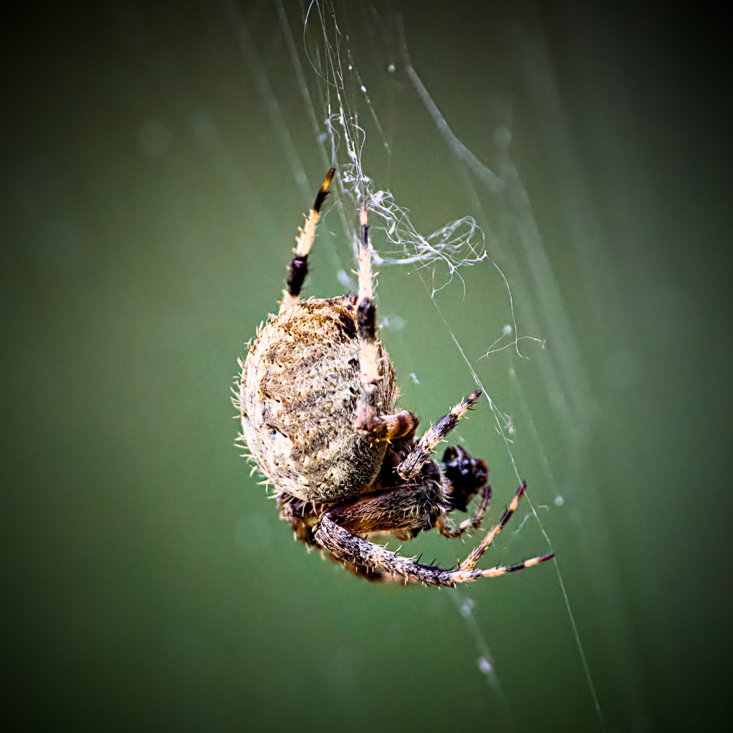 Orbweaver Spider.jpg