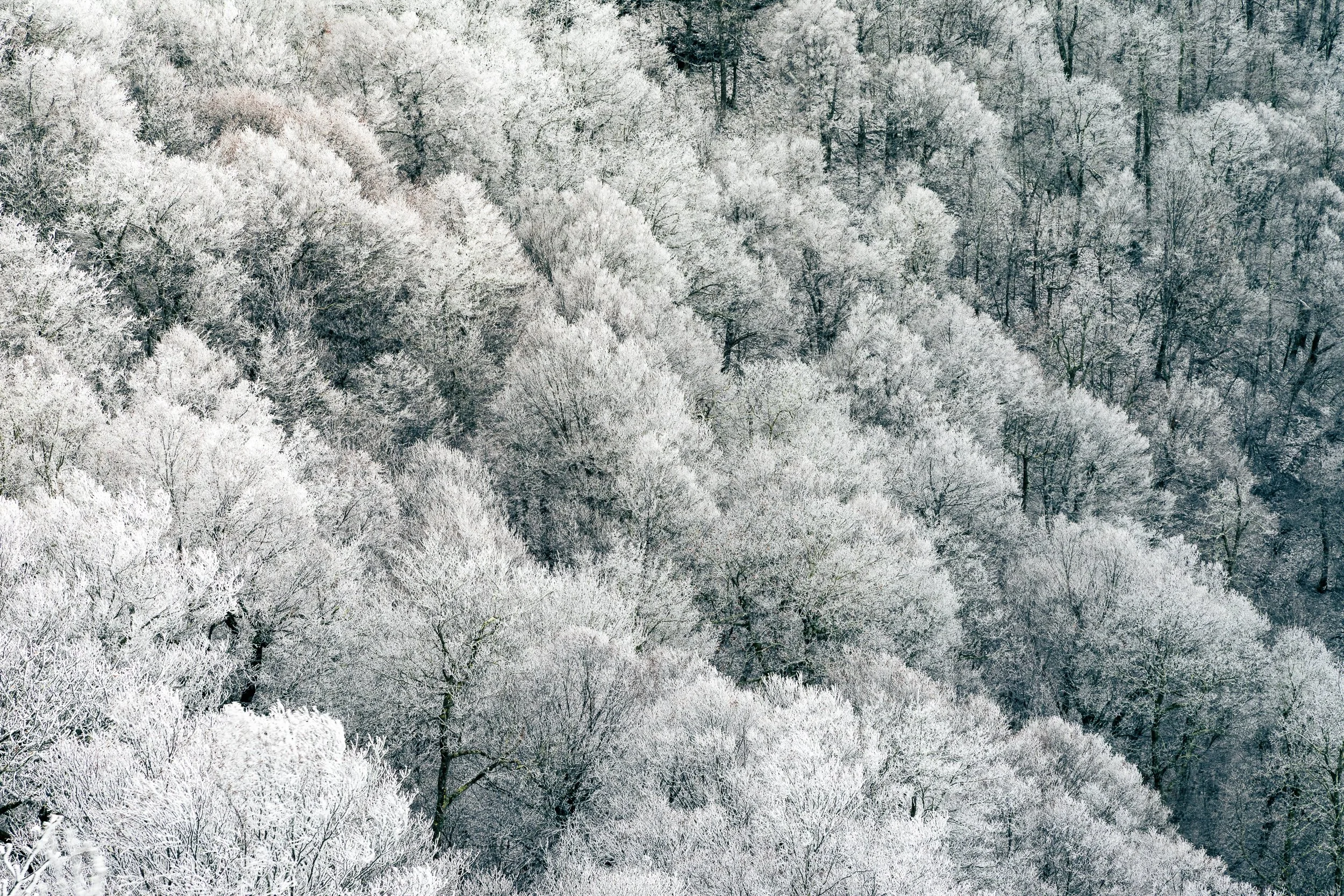 Frozen Forest.jpg