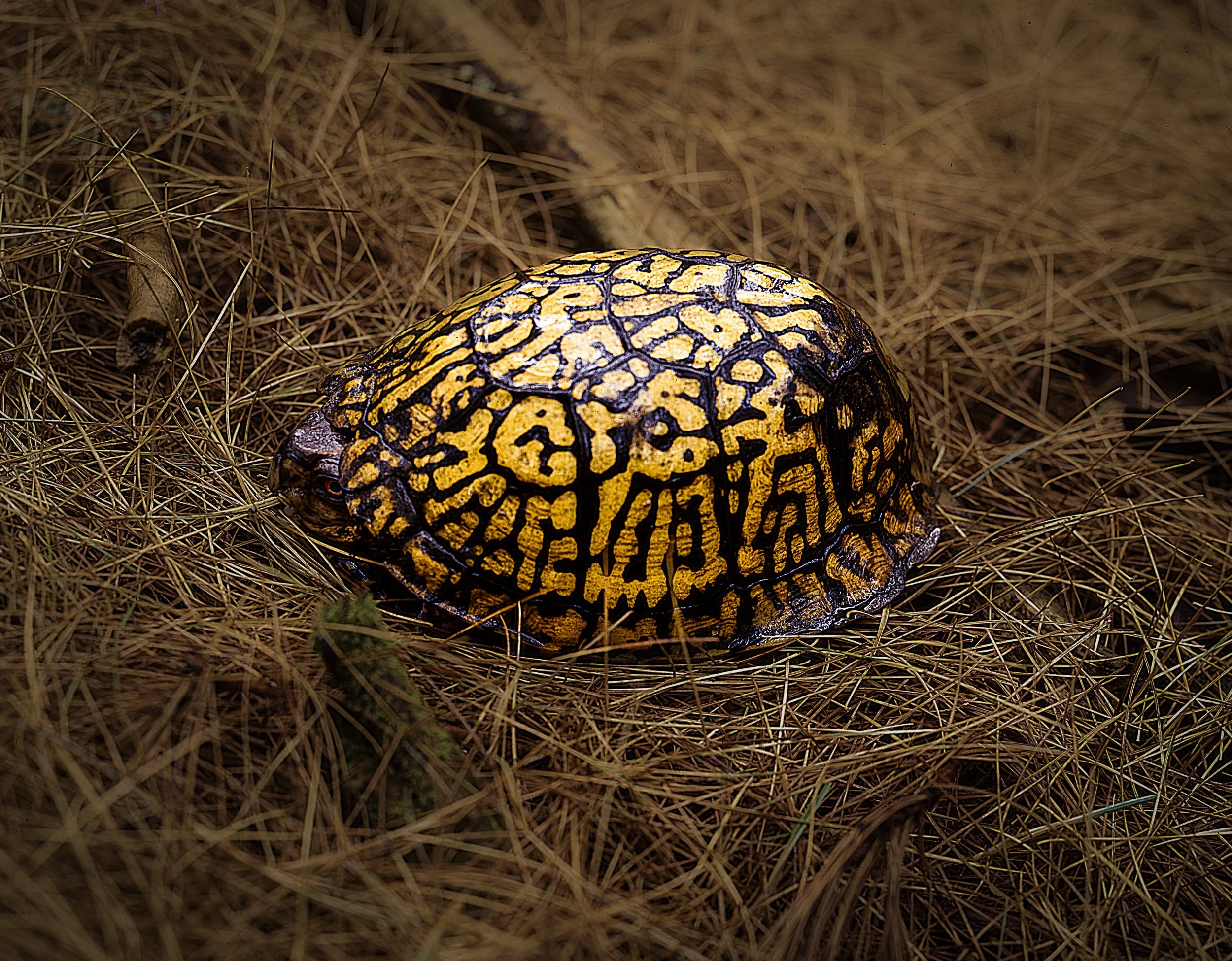 Turtle E100-Edit.jpg