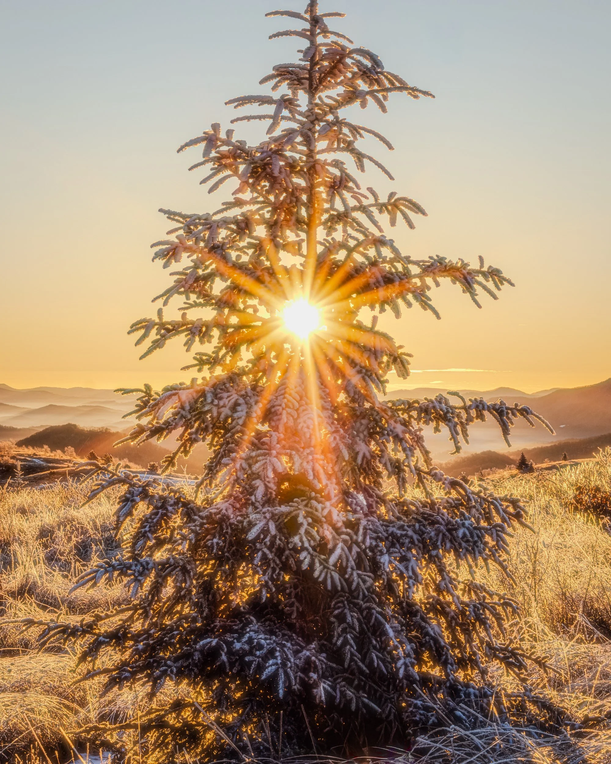 Frozen Pine Sunstar-Edit.jpg