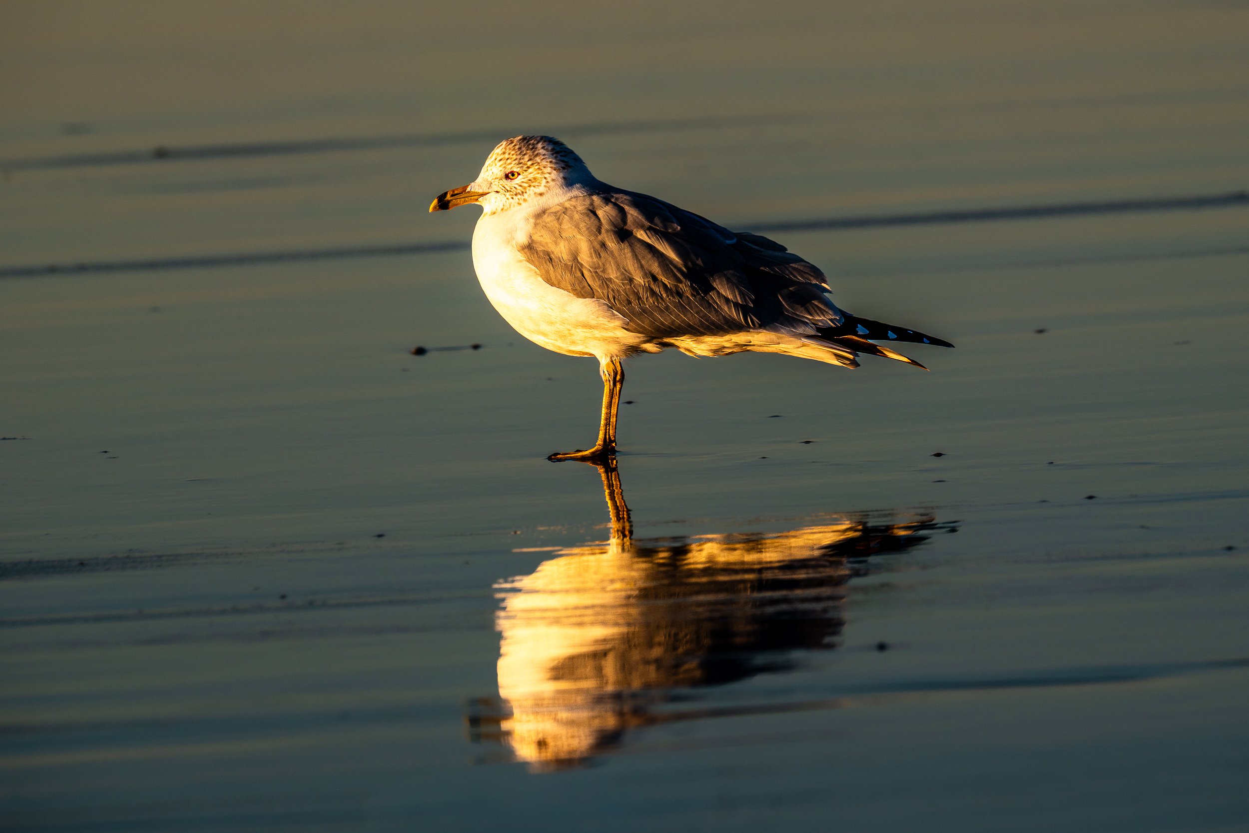 Gull Sunrise MBSP 1-2026.jpg