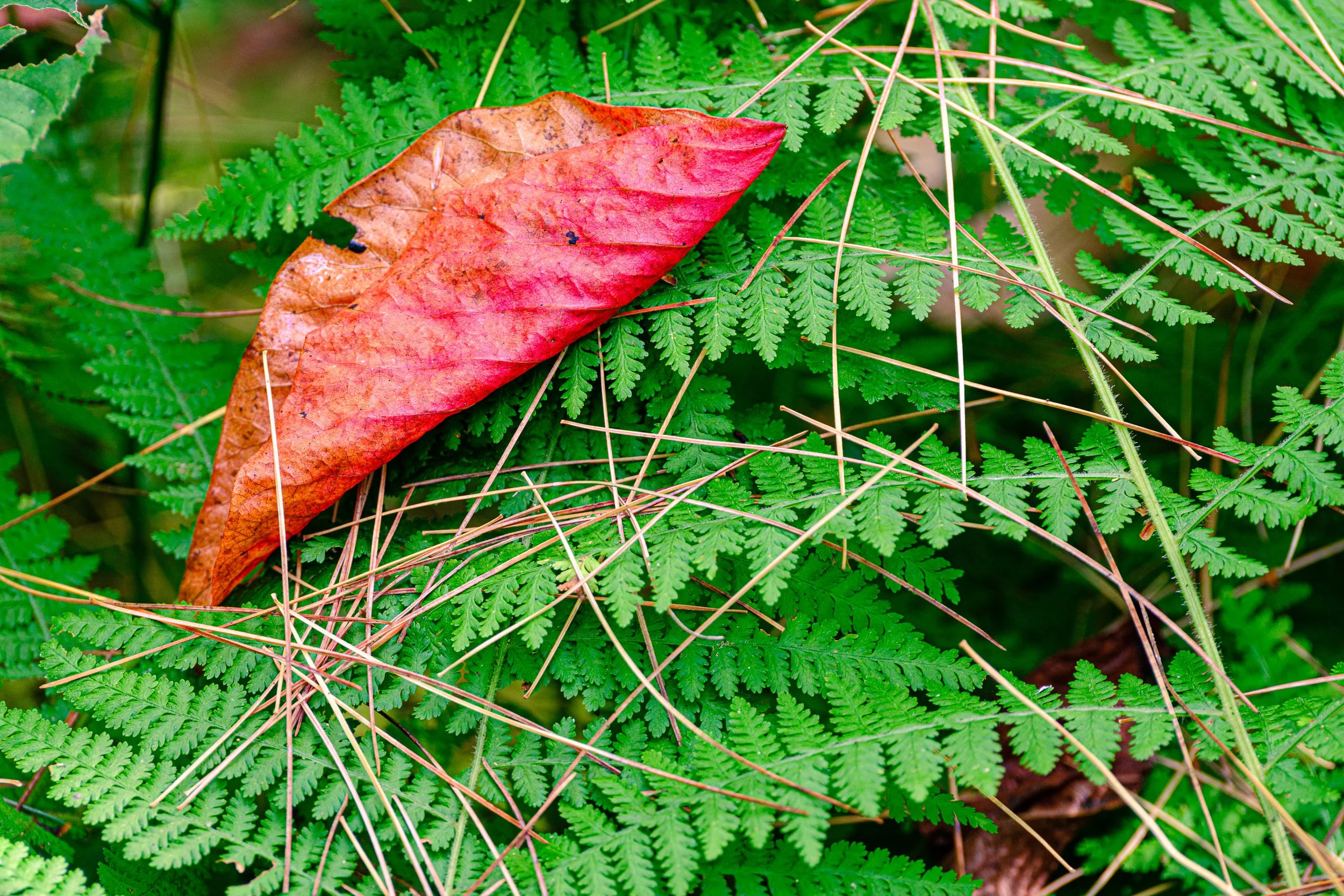 Red Leaf on a Fern.jpg