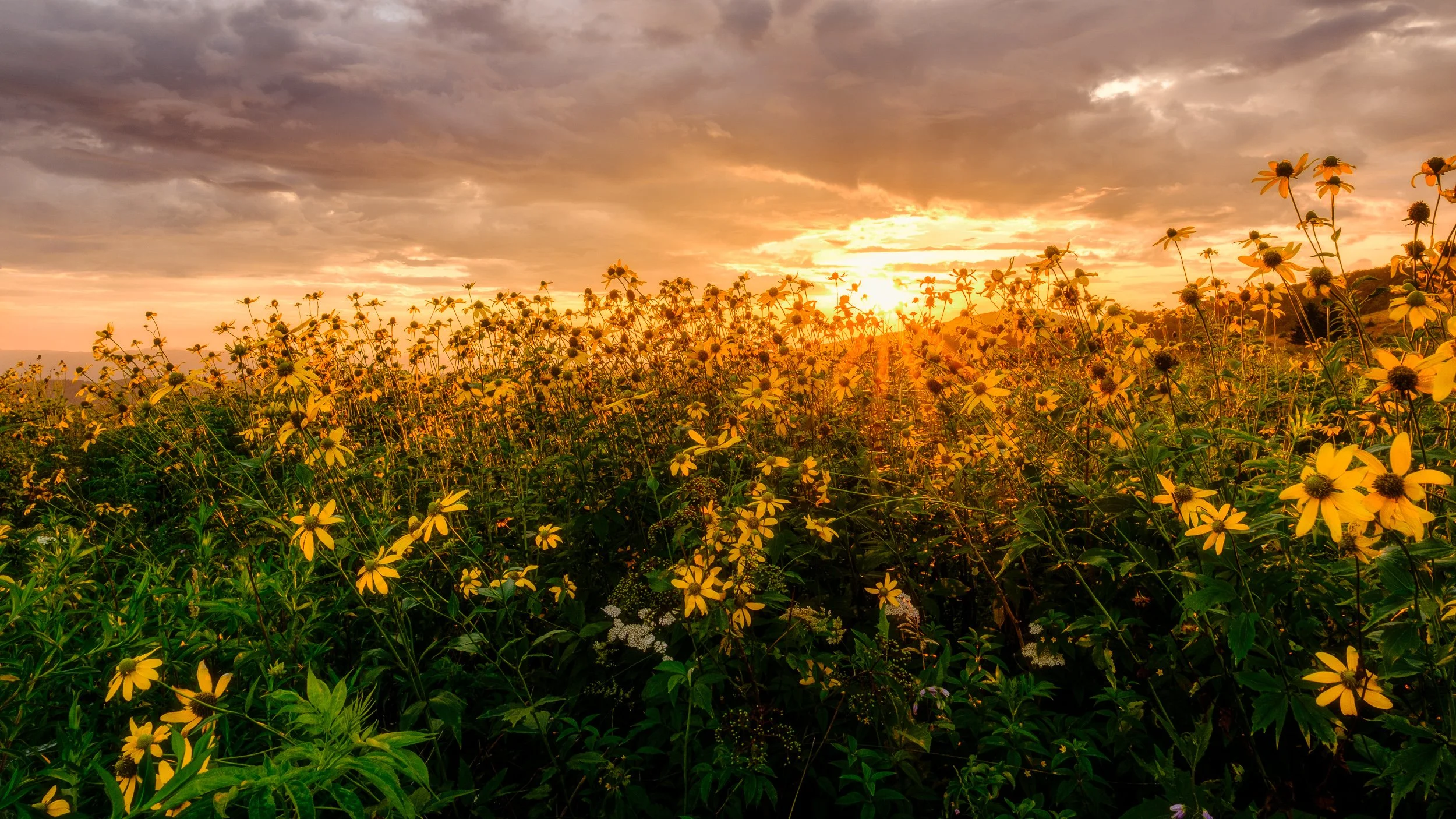 Wild Flower Sunset Blue Ridge Mountains (4)-Edit-2.jpg