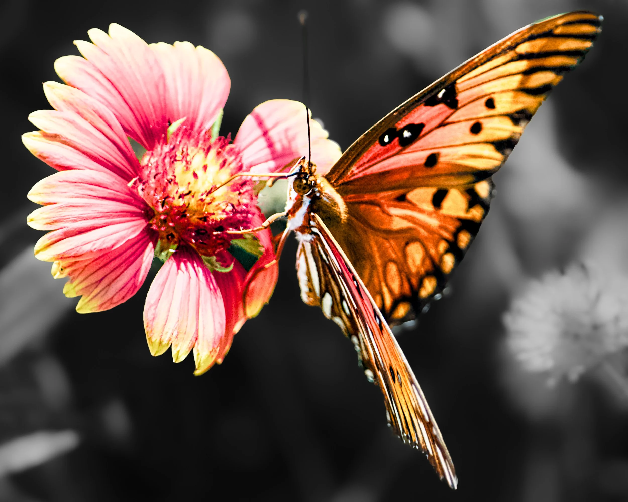 Passion Butterfly.jpg