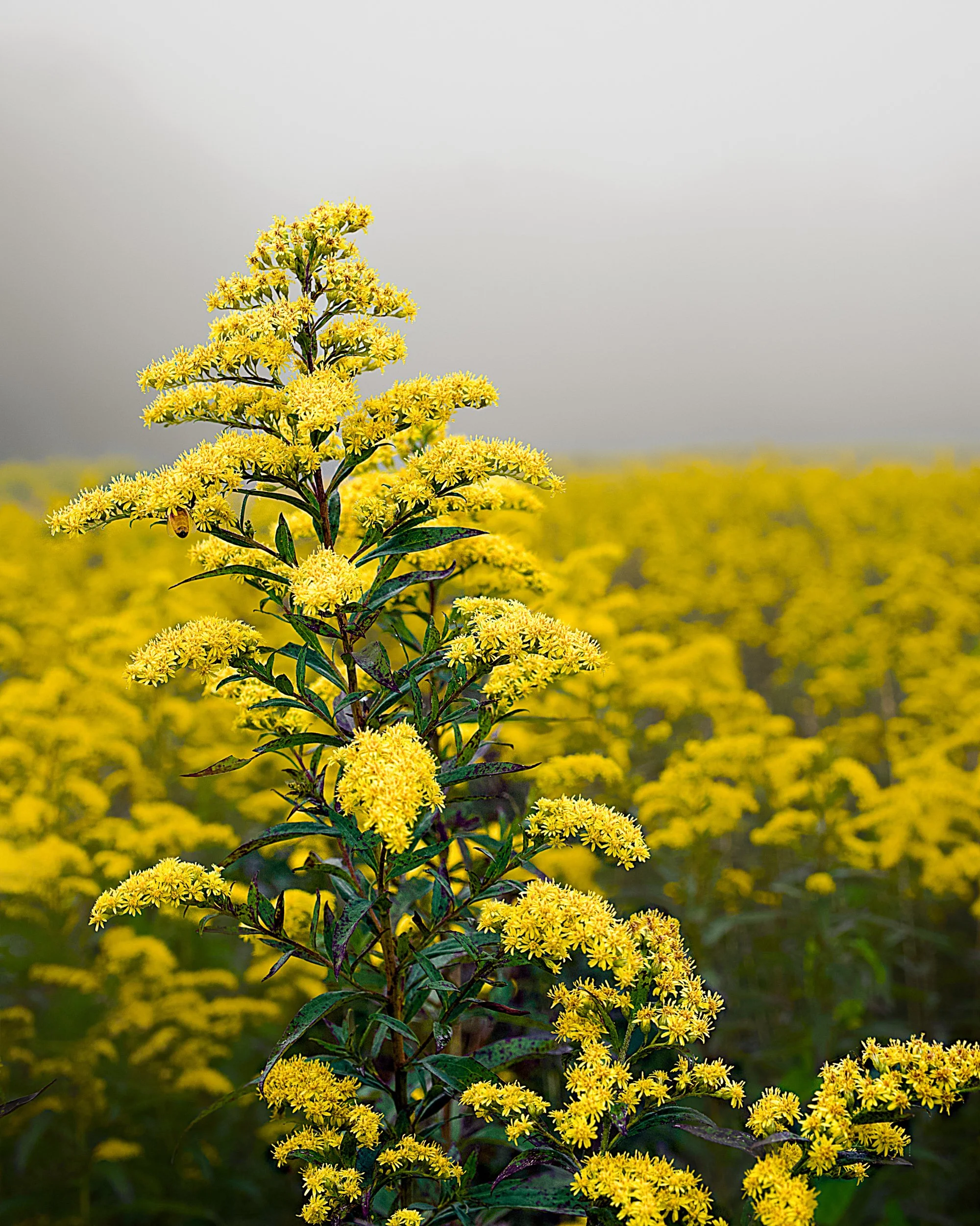 Field of Goldenrod in Fog.jpg