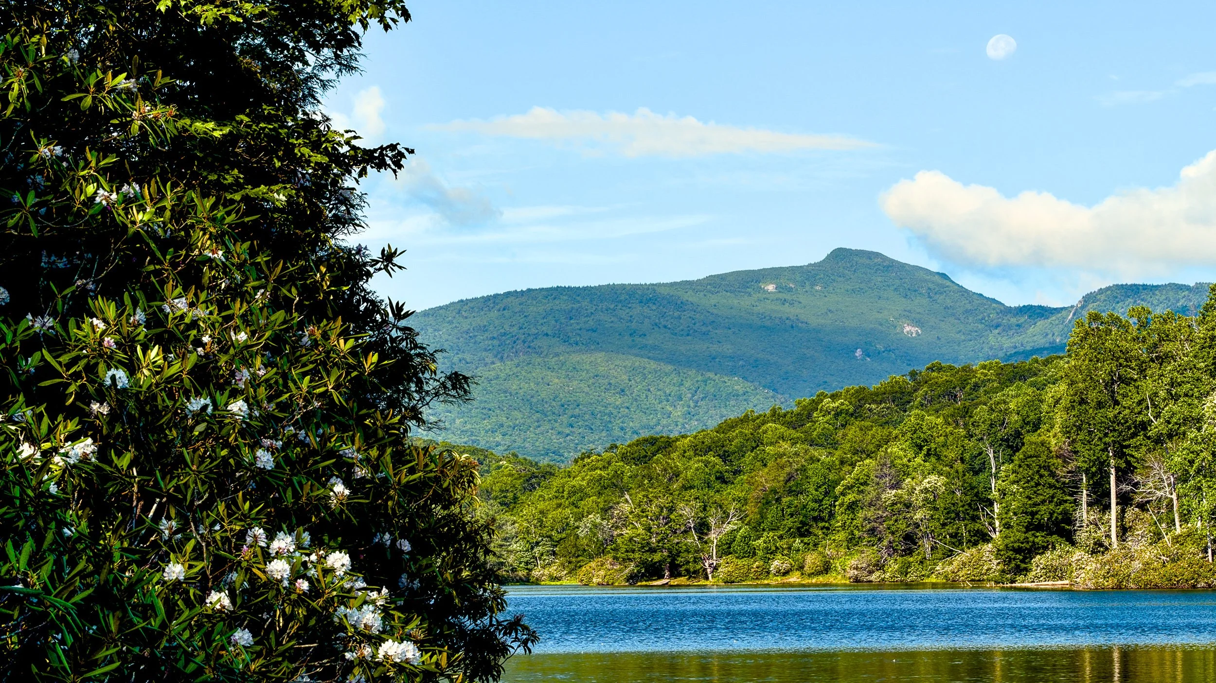 Price Lake Rhododendron.jpg