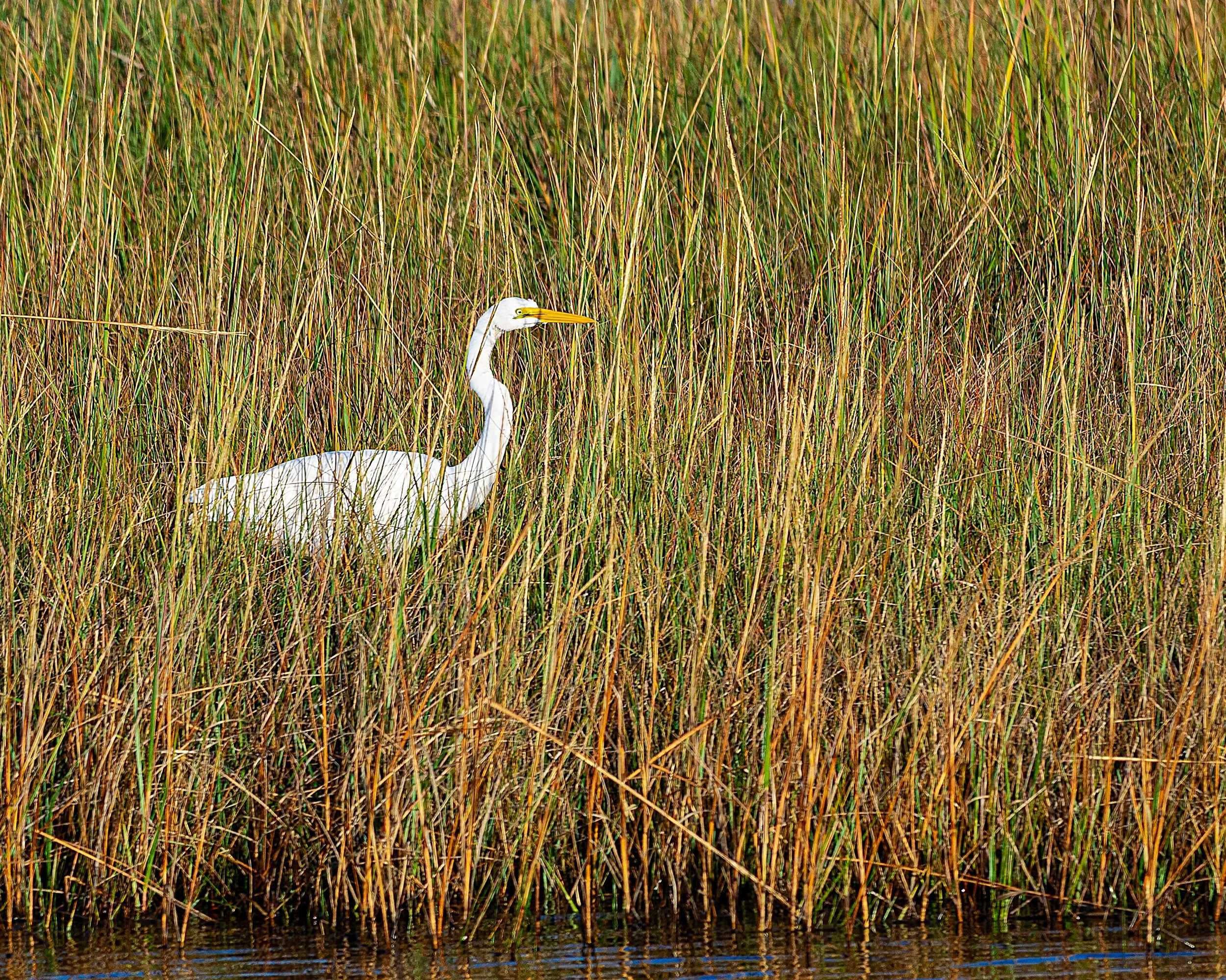 Heron - Hatteras Nat Seashore.jpg