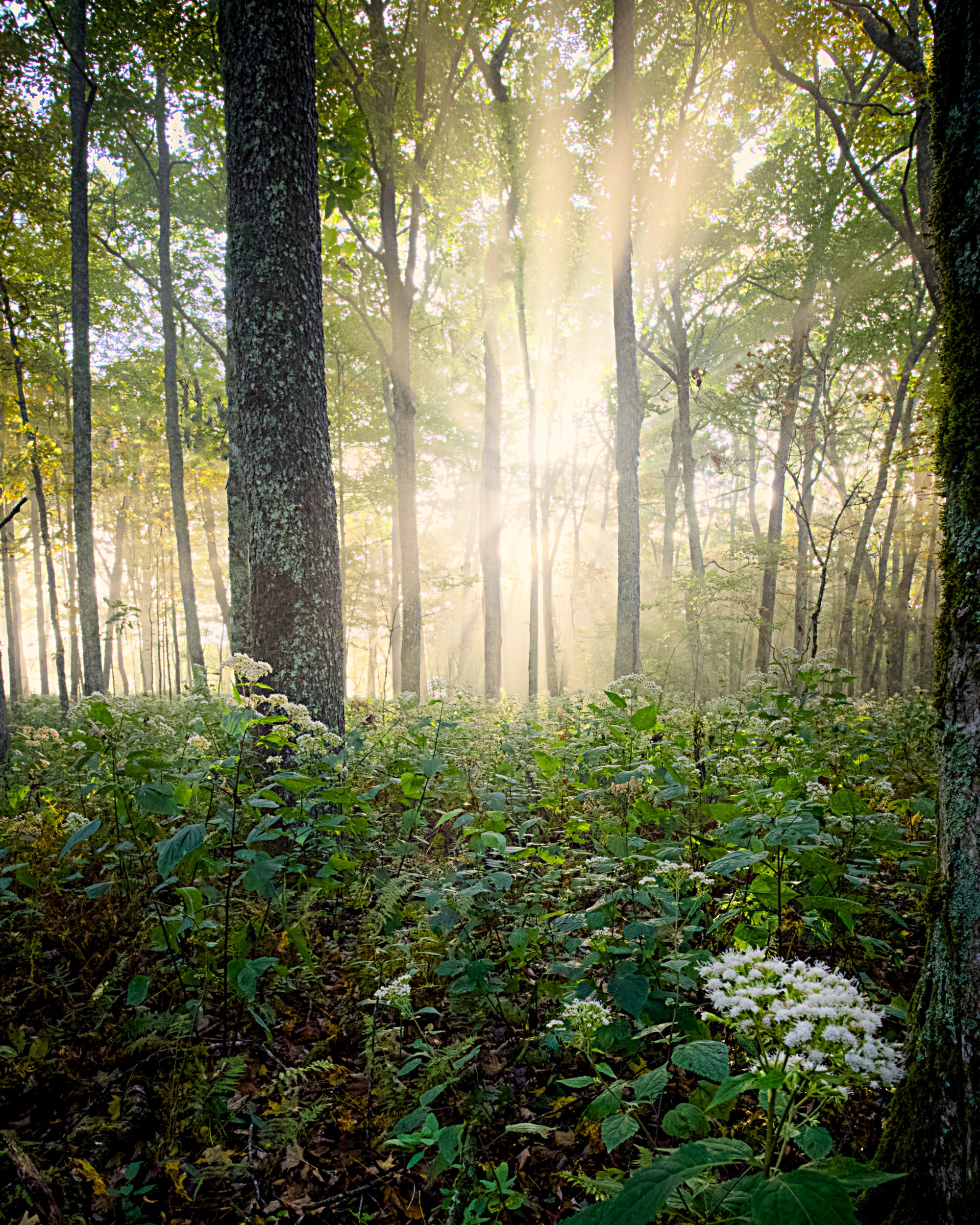 Wildflowers in the Forest 2.jpg