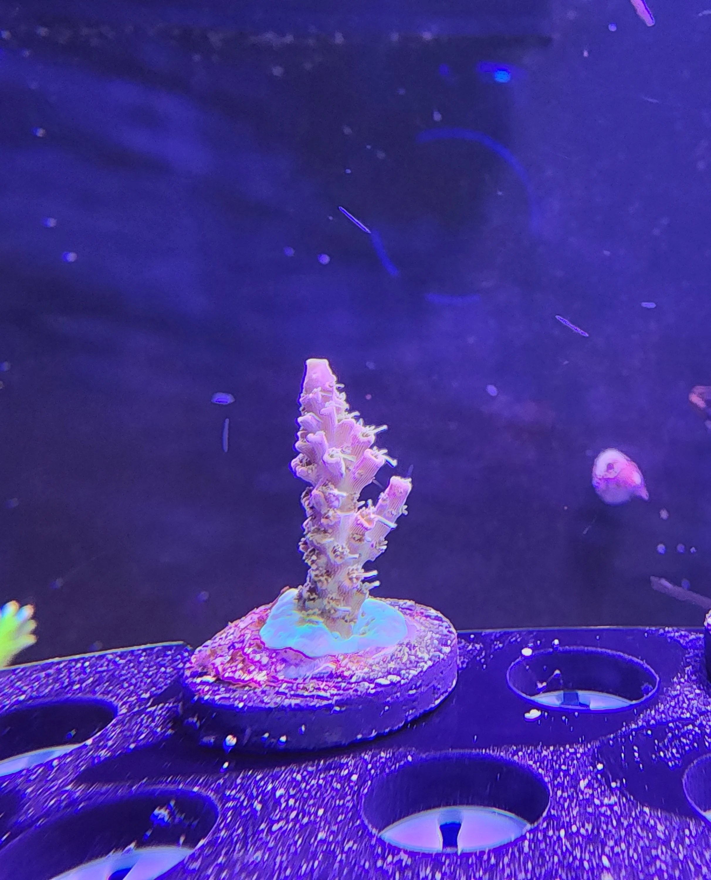 Voodo Magic Acoporoa WYSWG