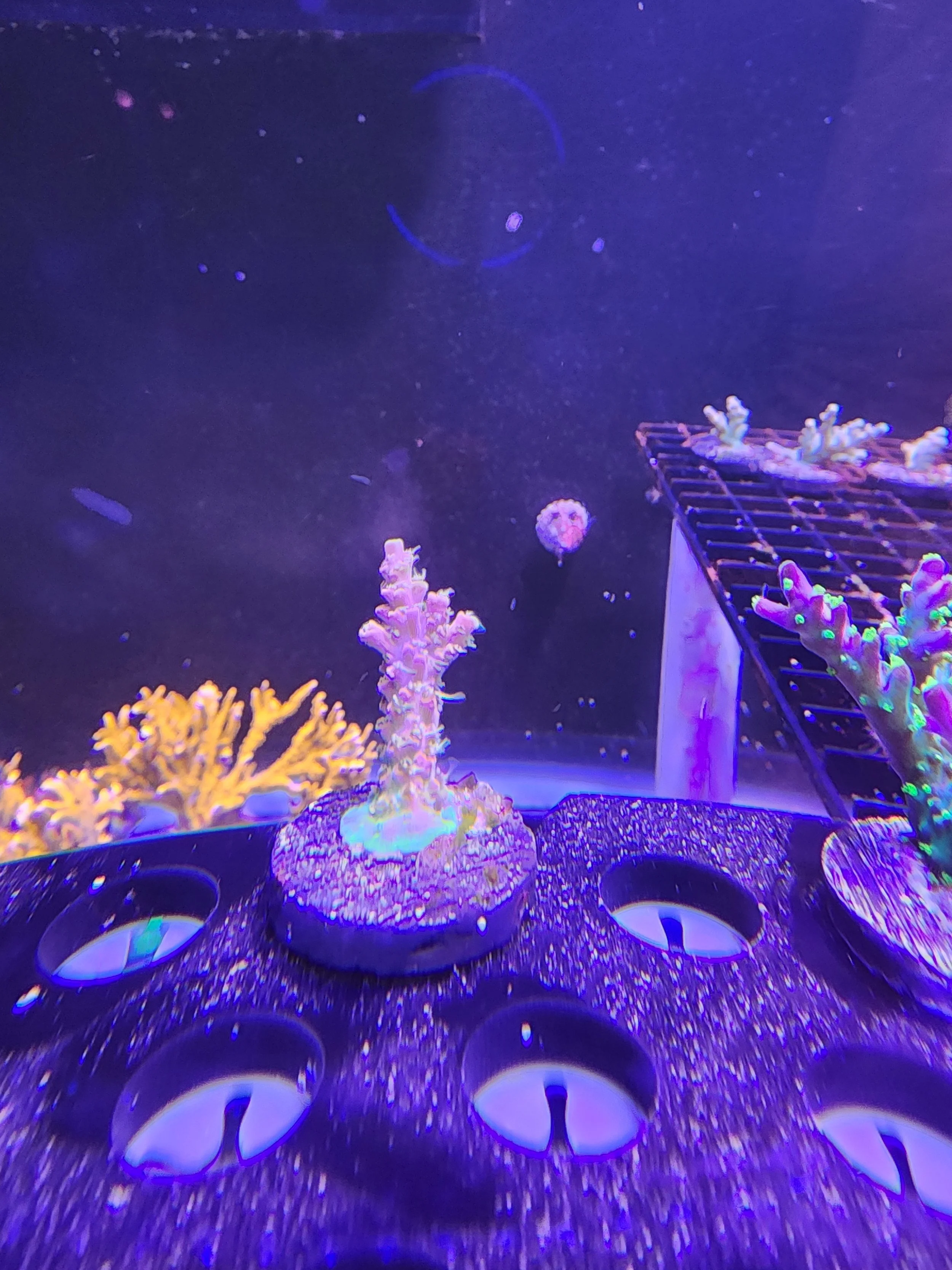 Voodo Magic Acoporoa