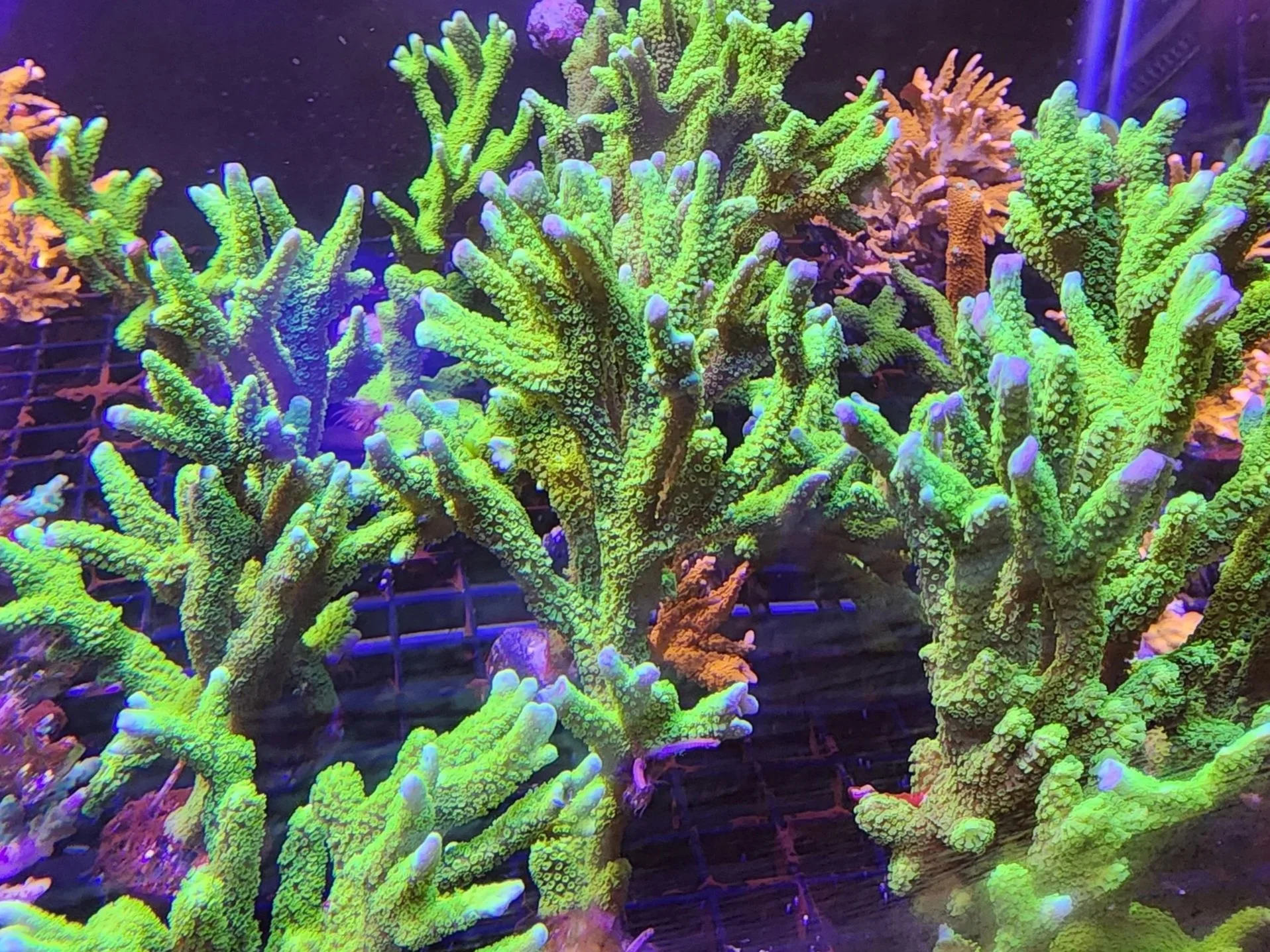 Green Forest Digitata Montipora