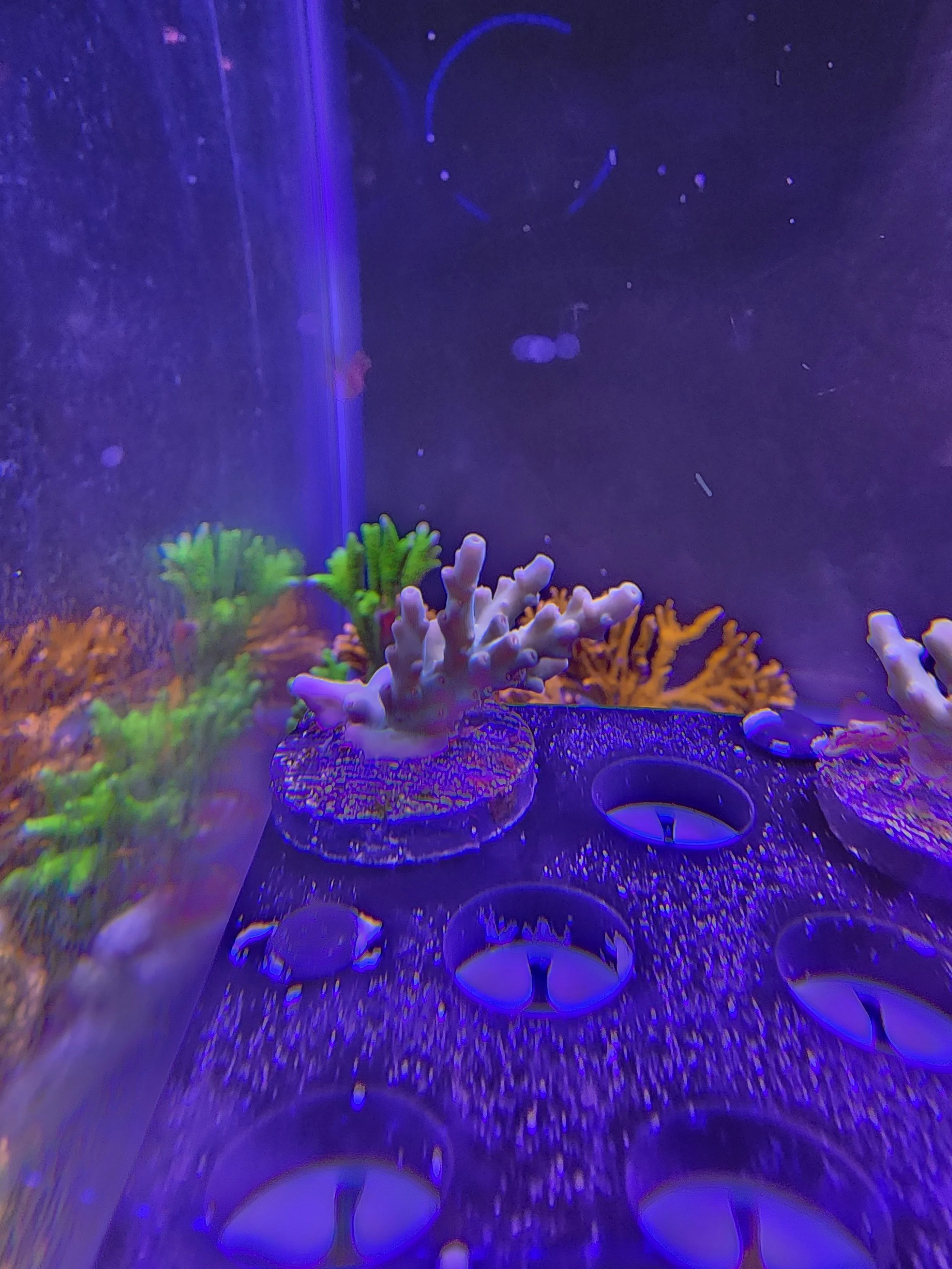 Hawkins Enchinata Acopora WYSIWG