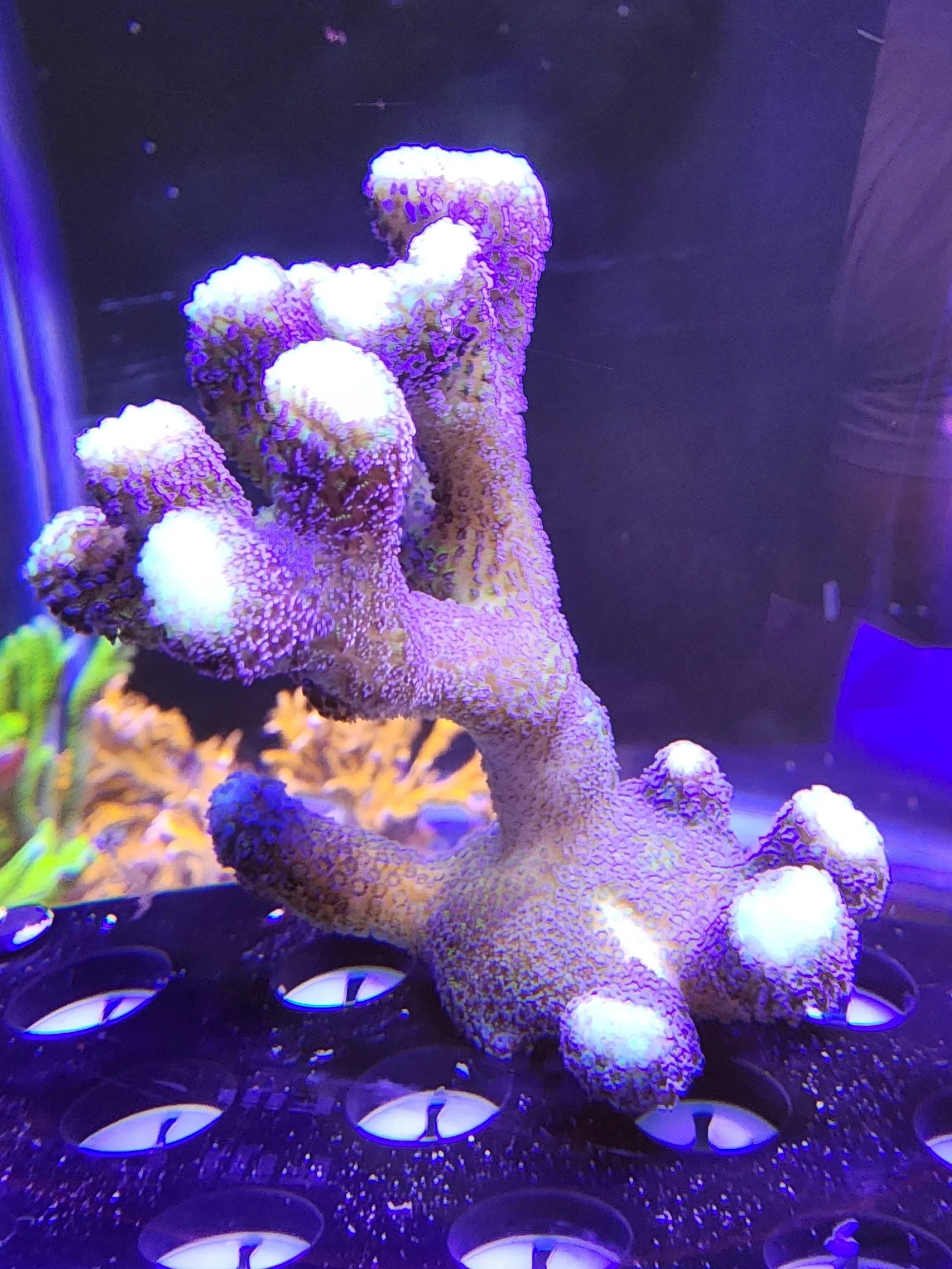 Purple Stylophora WYSIWG