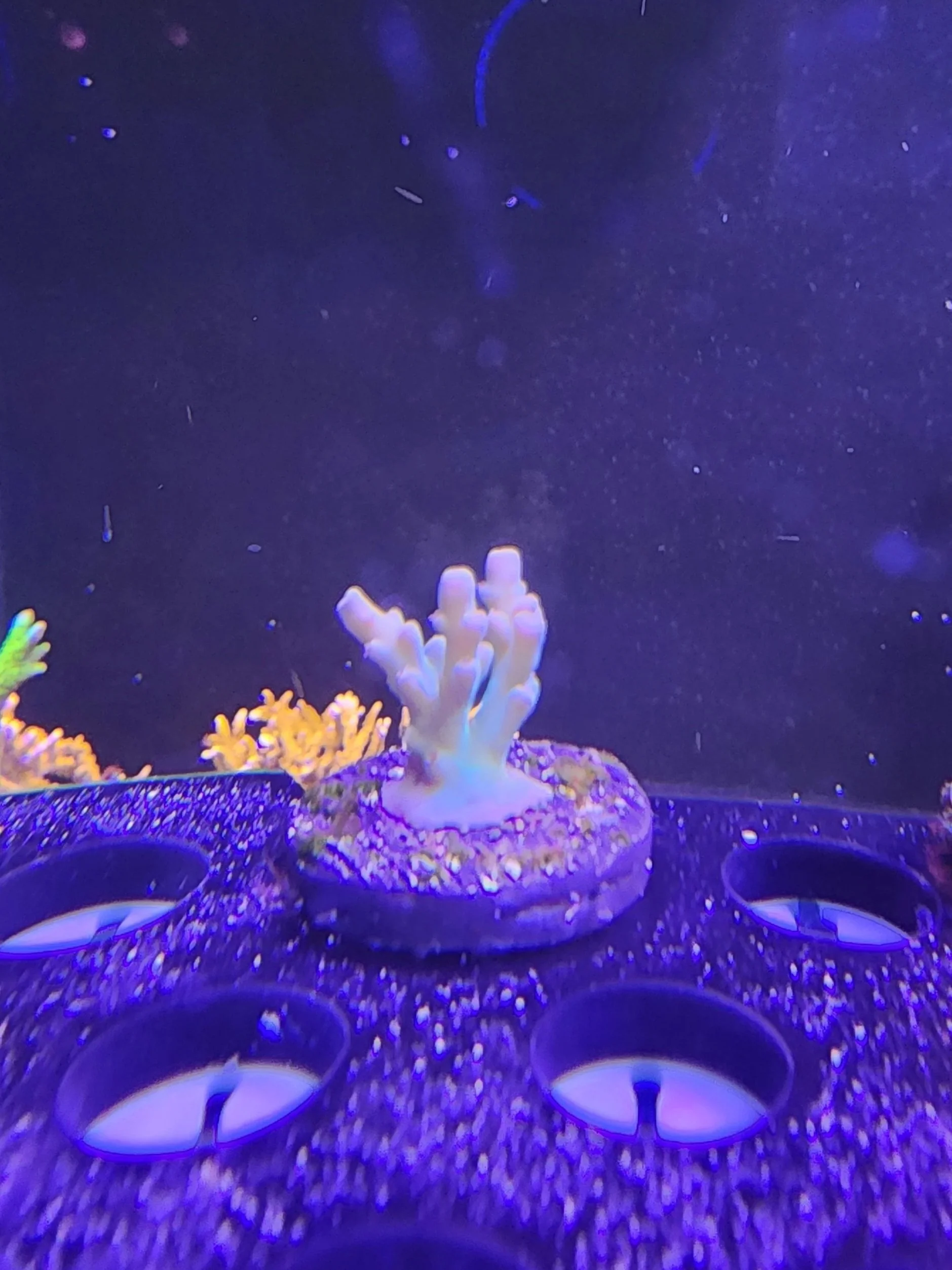 Hawkins Enchinata Acopora