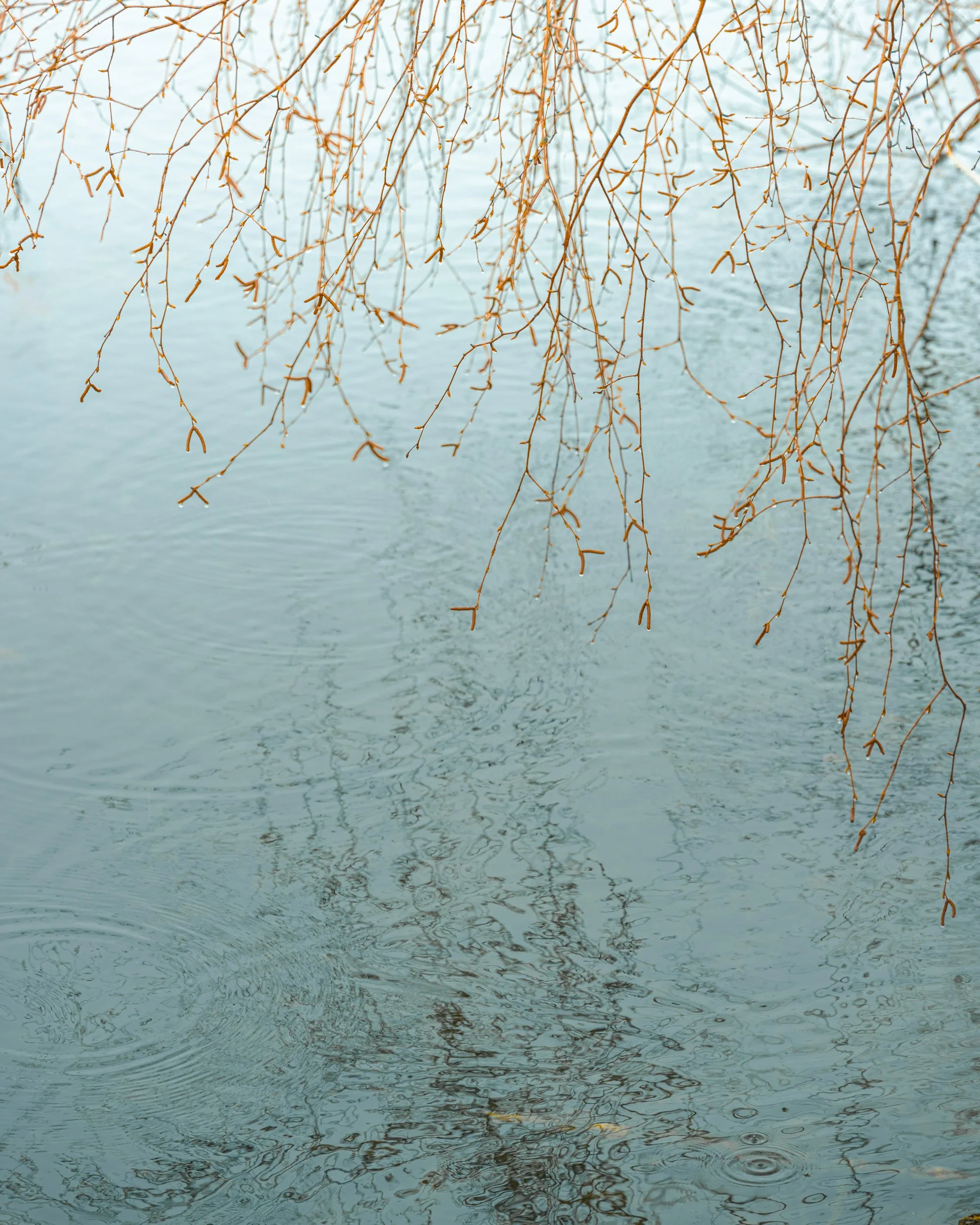 After a Spring Rain-3692-2.jpg